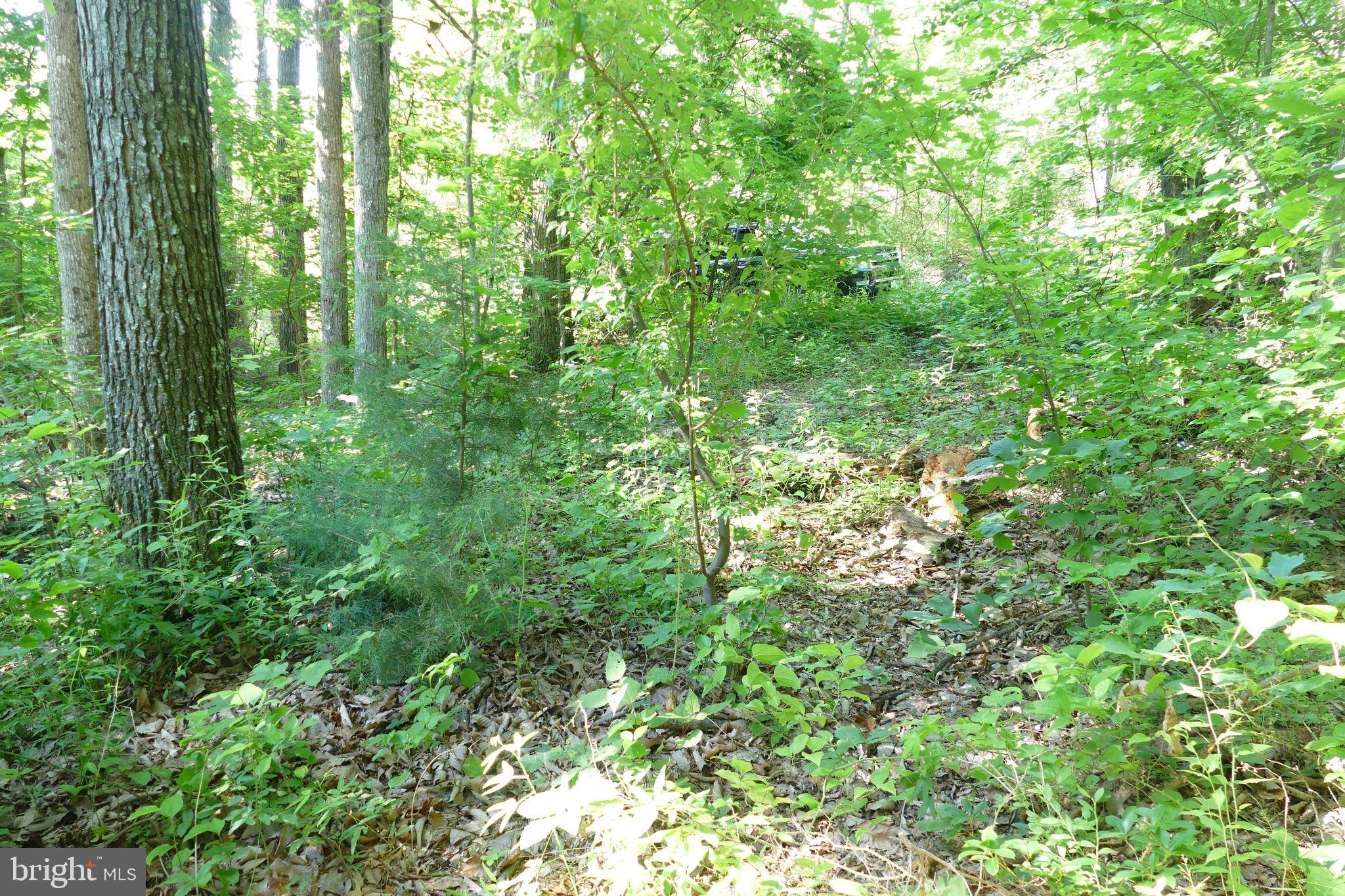 Luray, VA 22835,TBD FOREST DRIVE EXT