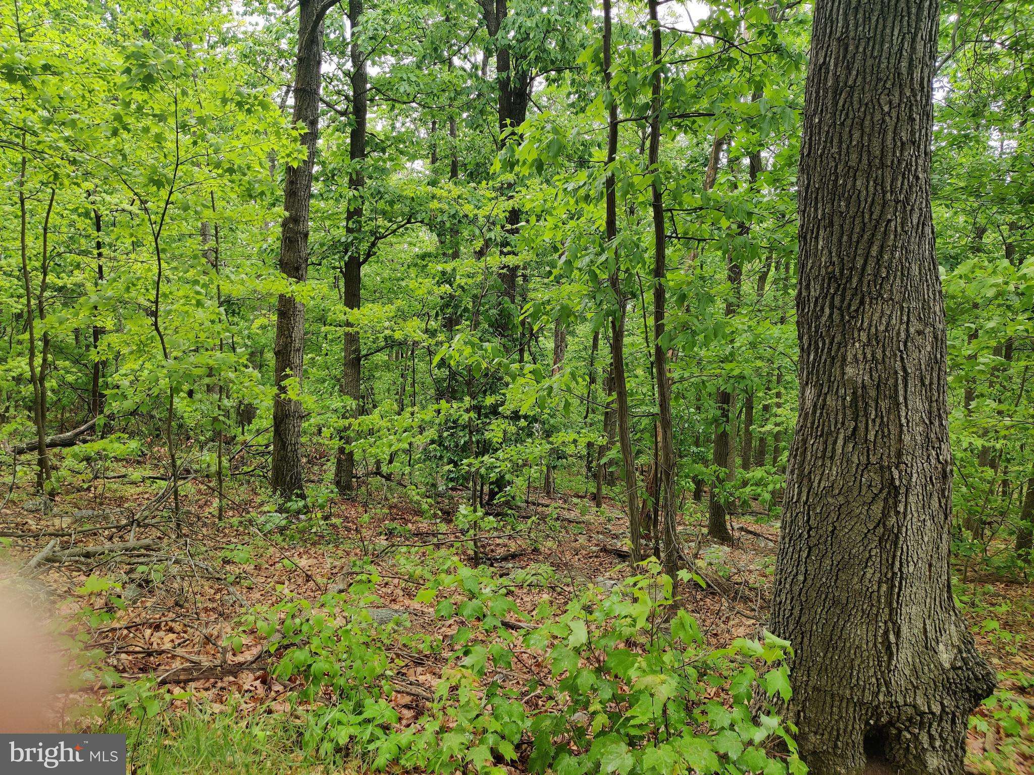 Winchester, VA 22602,LOT 27 JALAPA TRAIL