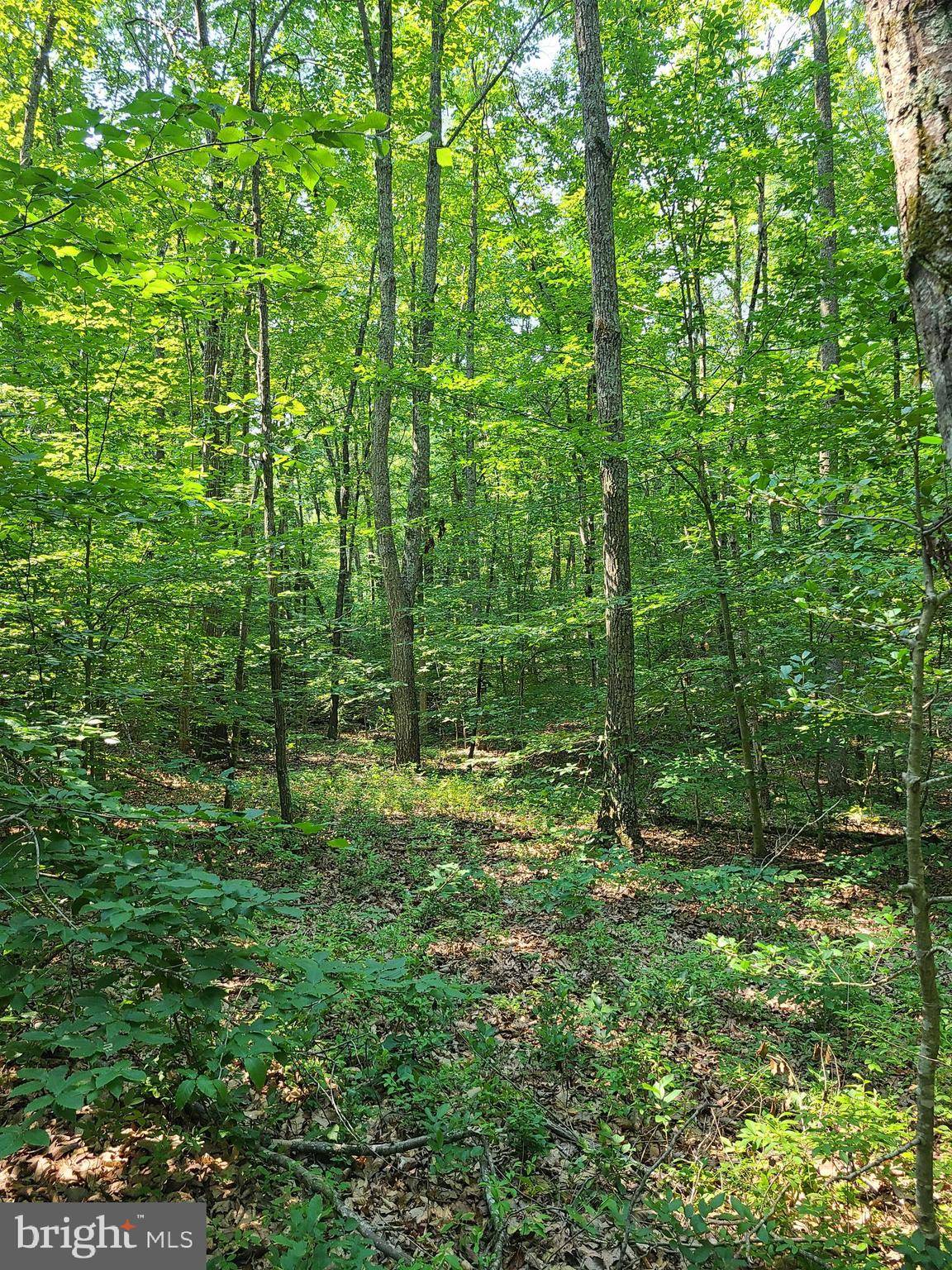 Rhoadesville, VA 22542,WILDERNESS WOODS LN