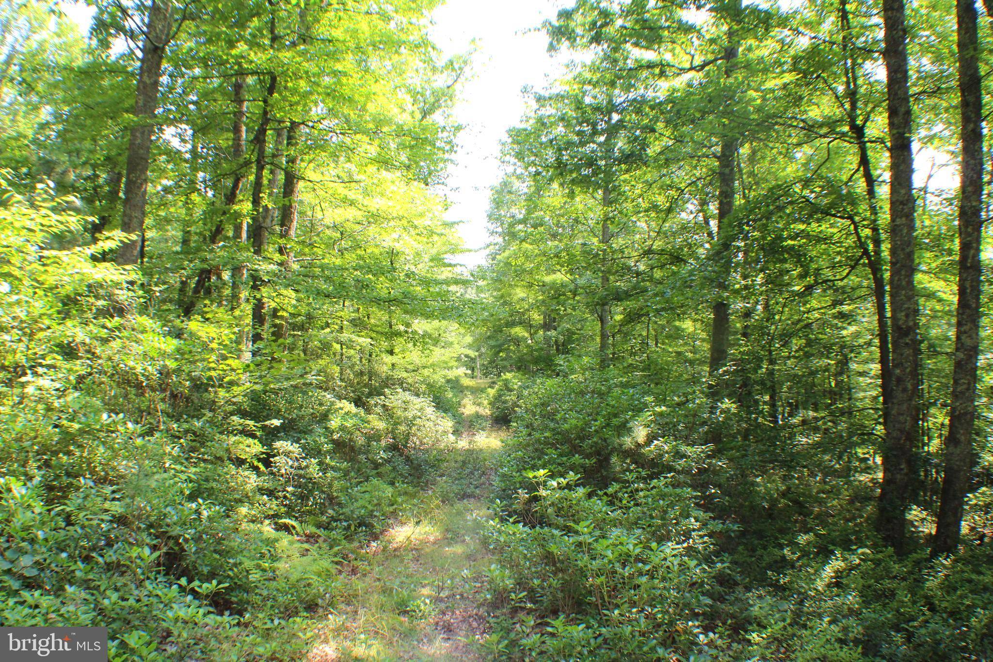 Old Fields, WV 26845,15.44 ACRES HIGH KNOB RD