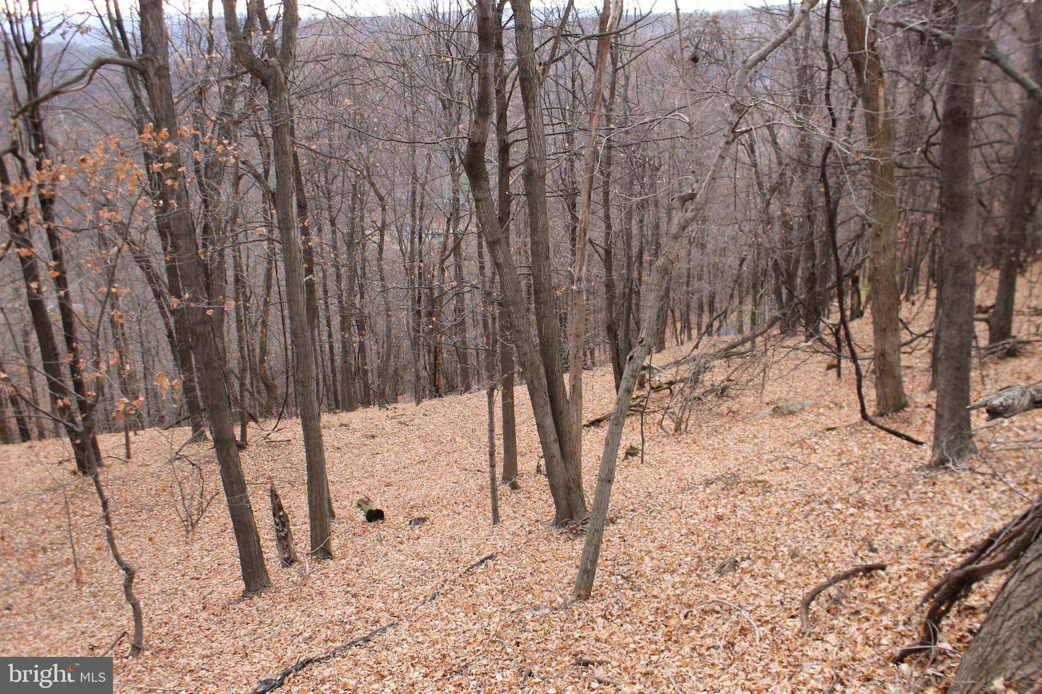 New Creek, WV 26743,LOT 39 BEAR RIDGE RD