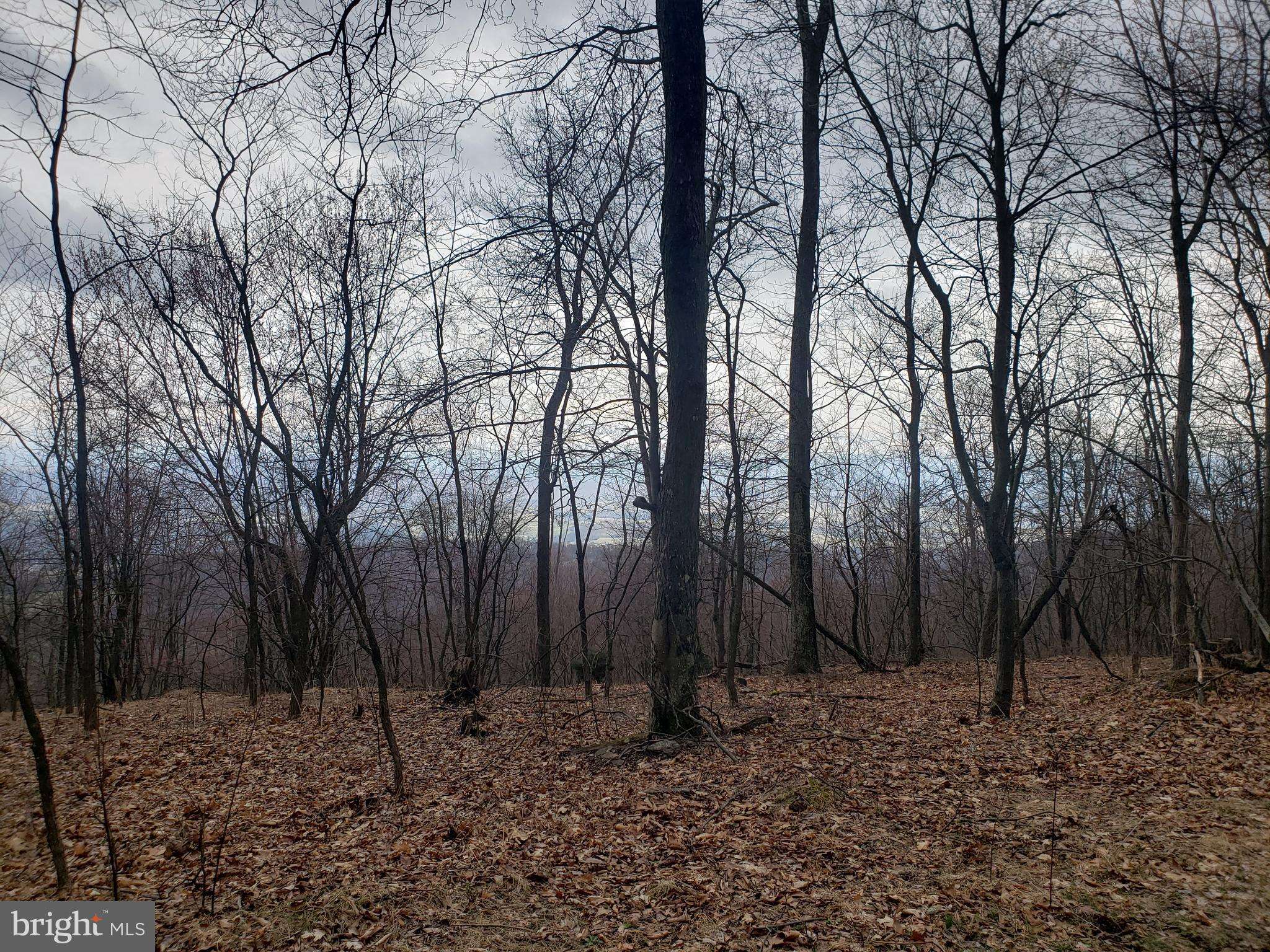 Petersburg, WV 26847,LOT 21 LITTLE MOUNTAIN /WRATCHFORD RD.