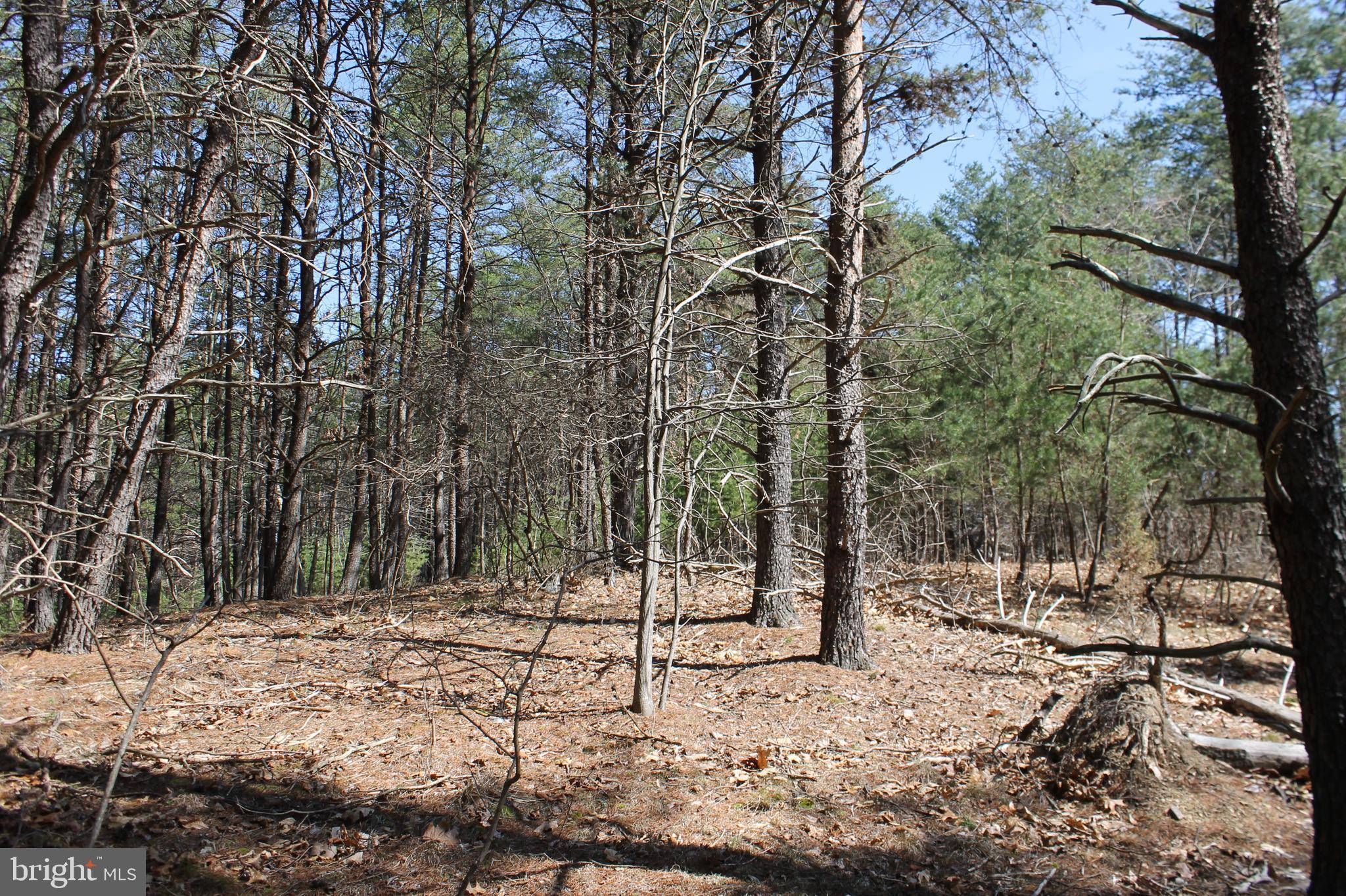 Springfield, WV 26763,LOT 23 SHORT HOLLOW ROAD