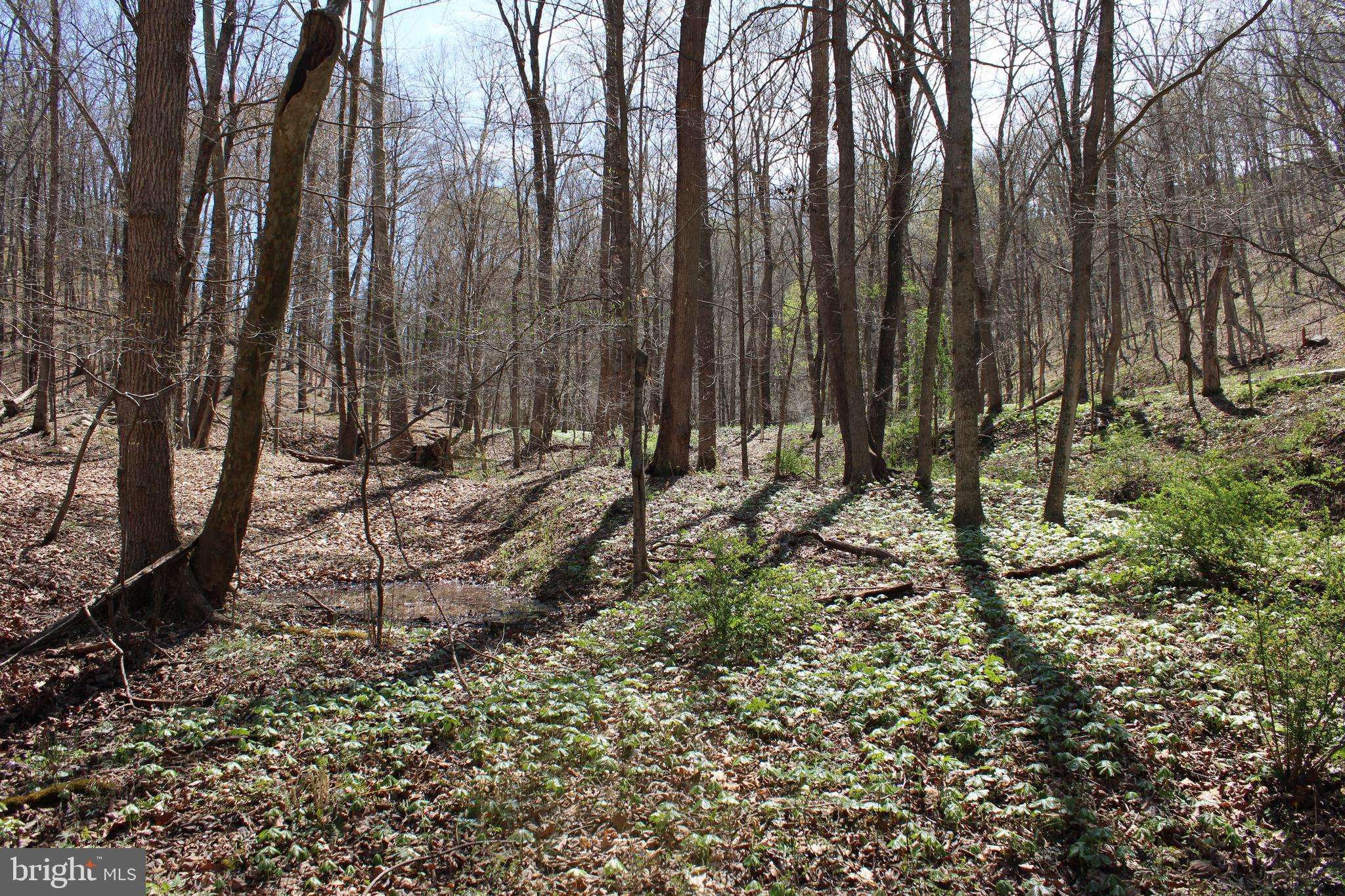 Paw Paw, WV 25434,LOT 15 REDSTONE MOUNTAIN