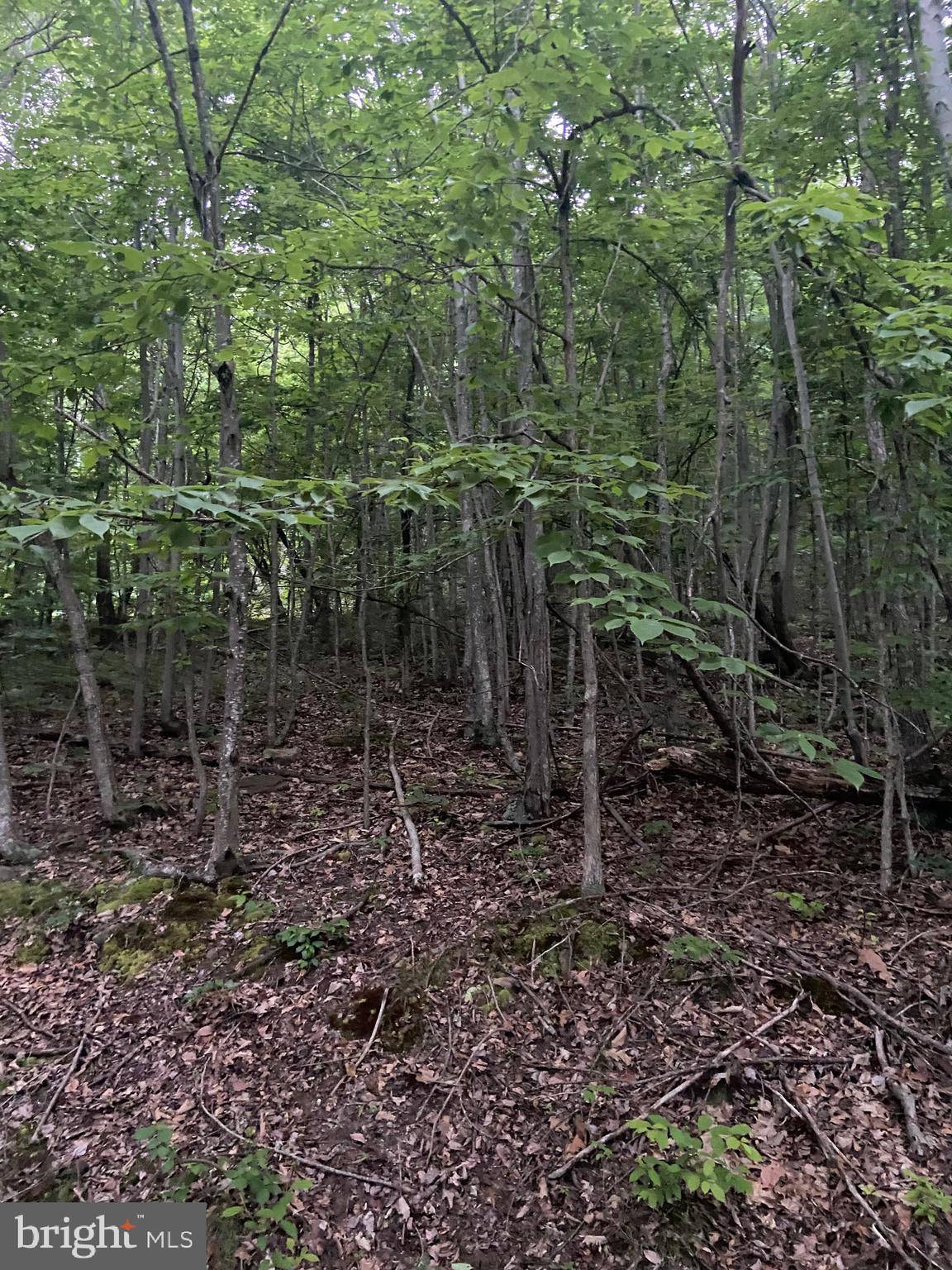 Fort Valley, VA 22652,LOT 163 FOREST RIDGE TRAIL