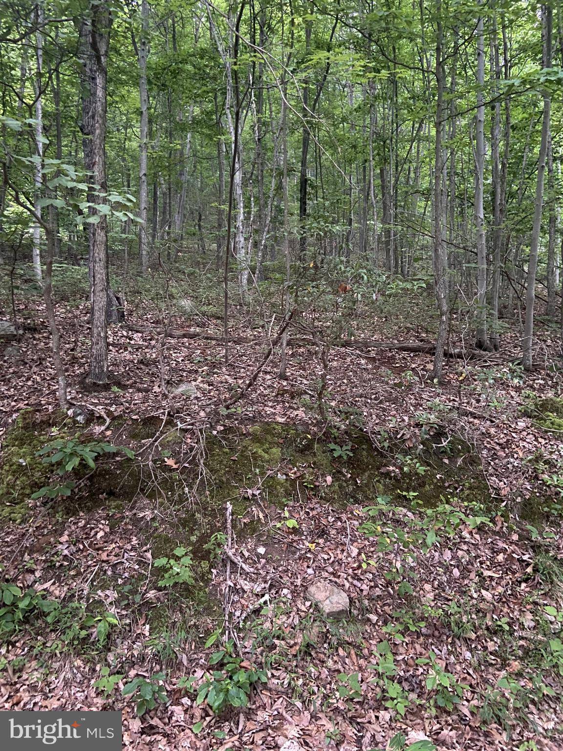 Fort Valley, VA 22652,LOT 163 FOREST RIDGE TRAIL