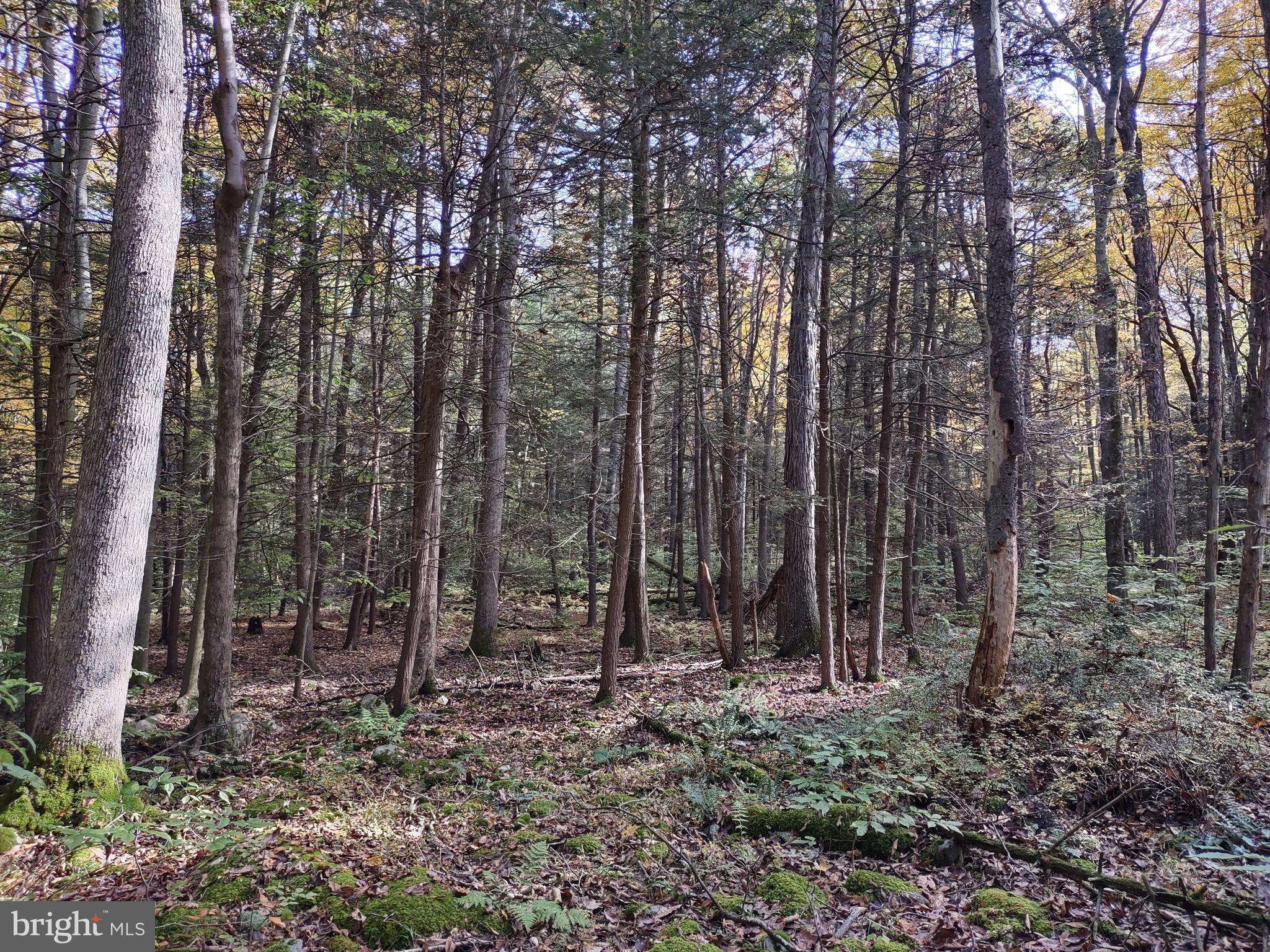 Orbisonia, PA 17243,LOT 5 BLACK LOG VALLEY ESTATES