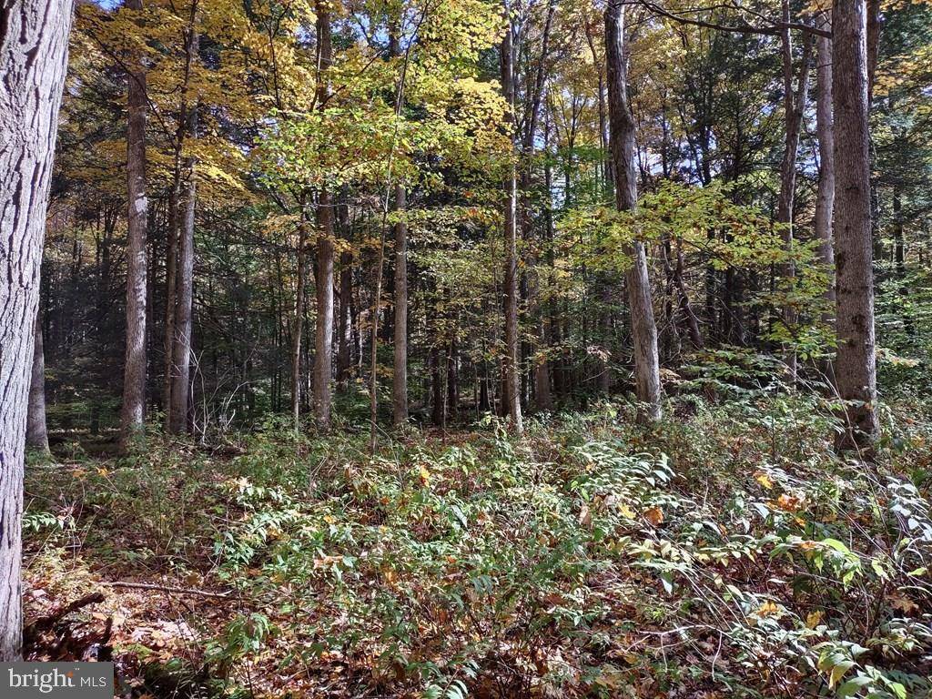 Orbisonia, PA 17021,LOT 4 BLACK LOG VALLEY RD