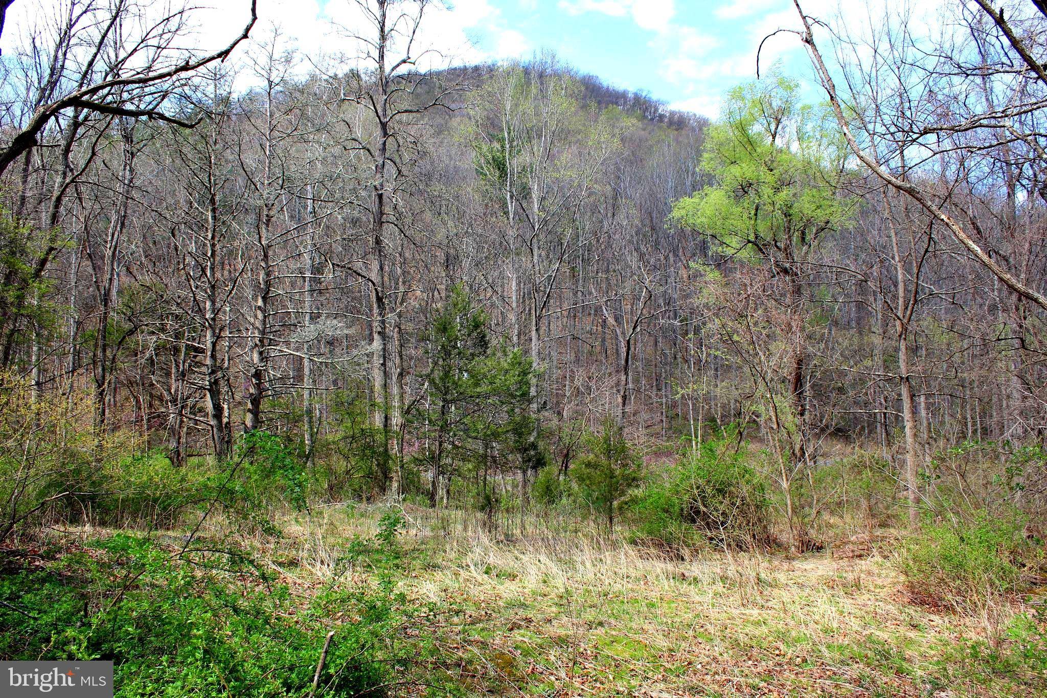 Moorefield, WV 26836,20.51 ACRES DUMPLING RUN RD