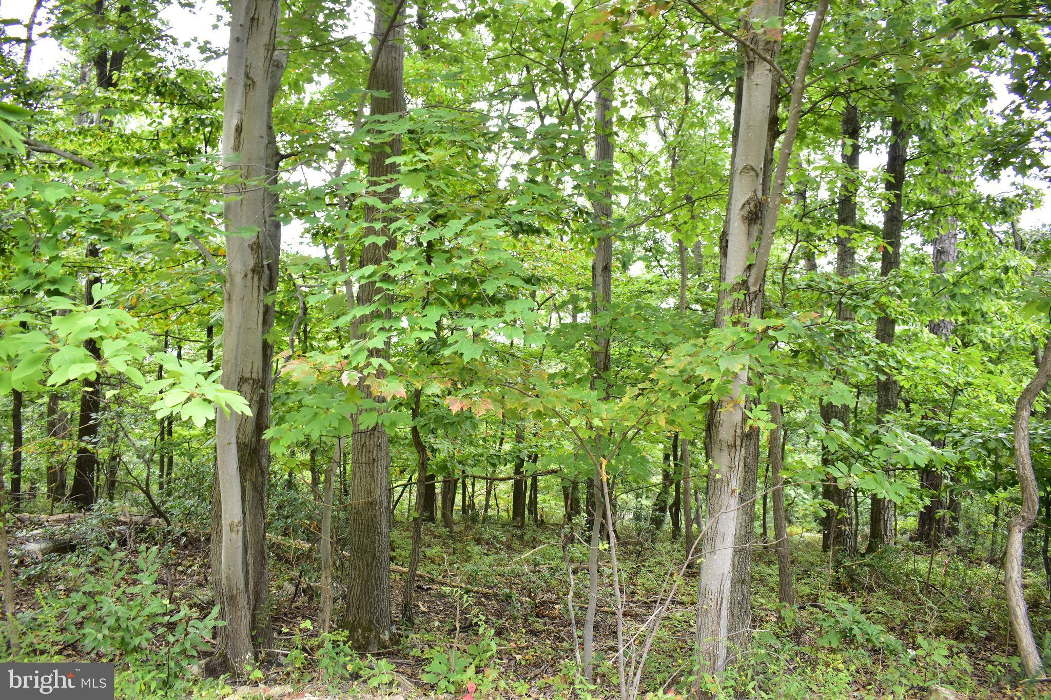 Winchester, VA 22602,LOT 17 FOX TRAIL