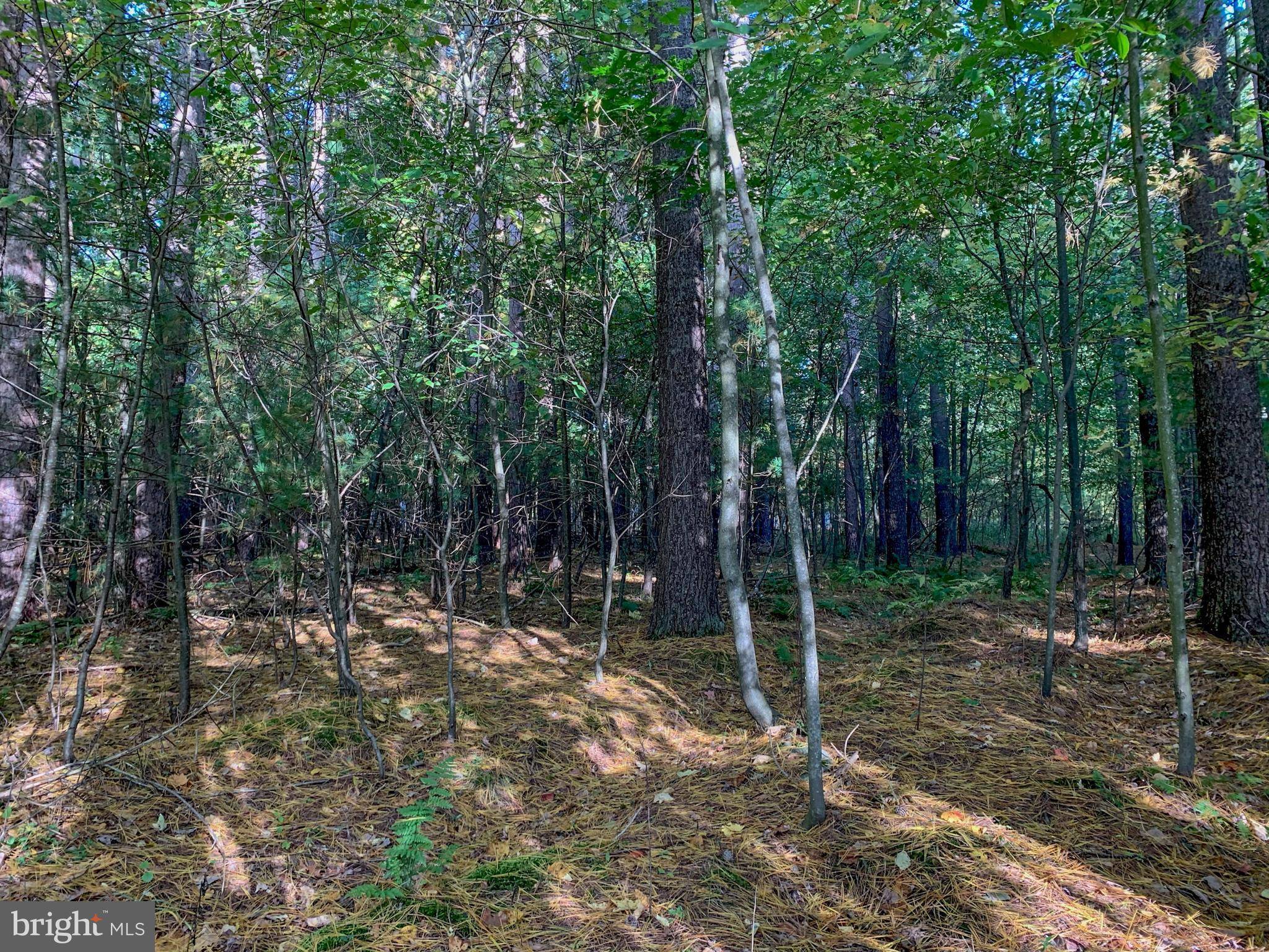 Oakland, MD 21550,LOT 49 WHITE PINE CIR