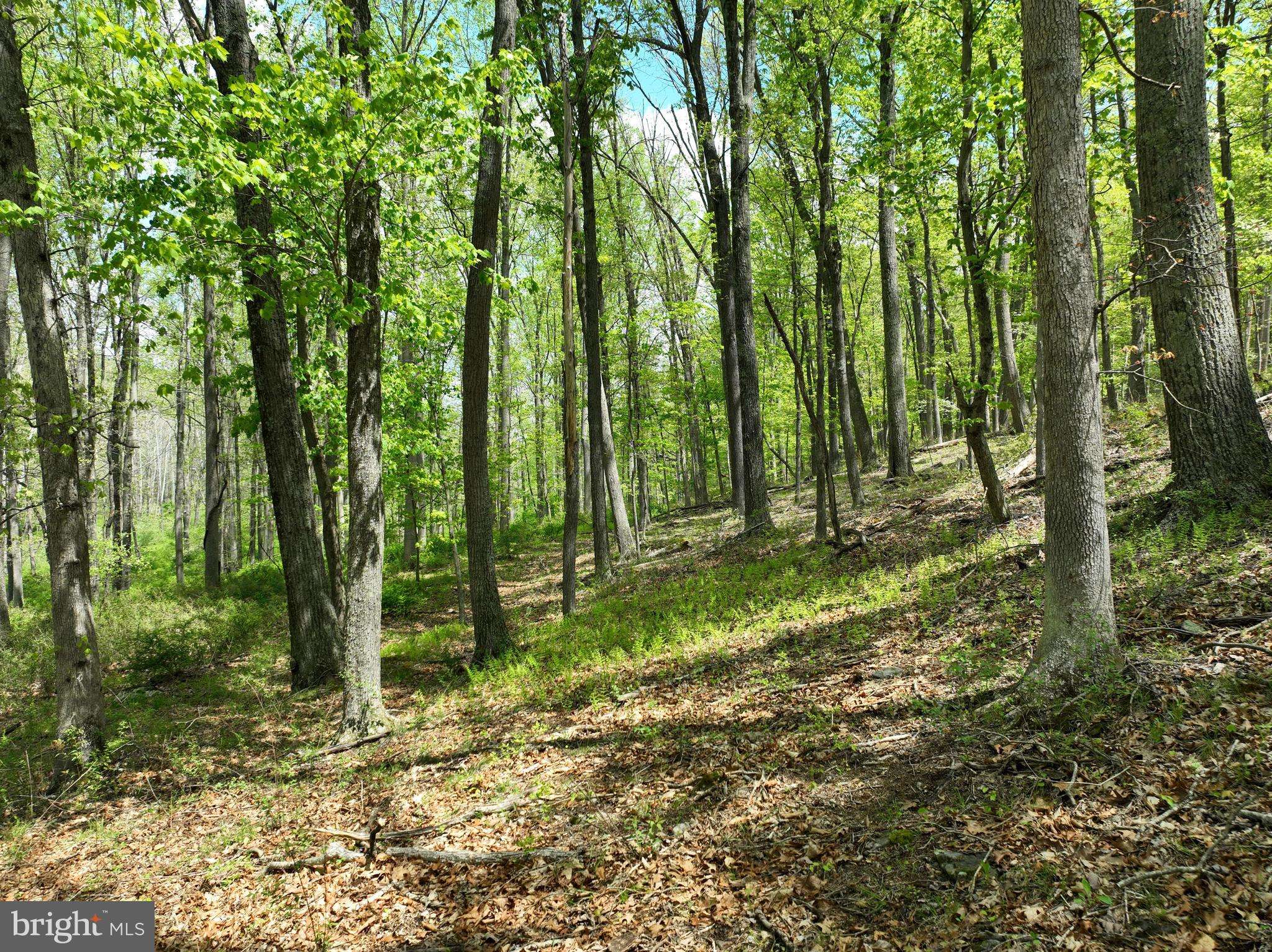 Capon Bridge, WV 26711,LOT 3 NORTH LAUREL RIDGE