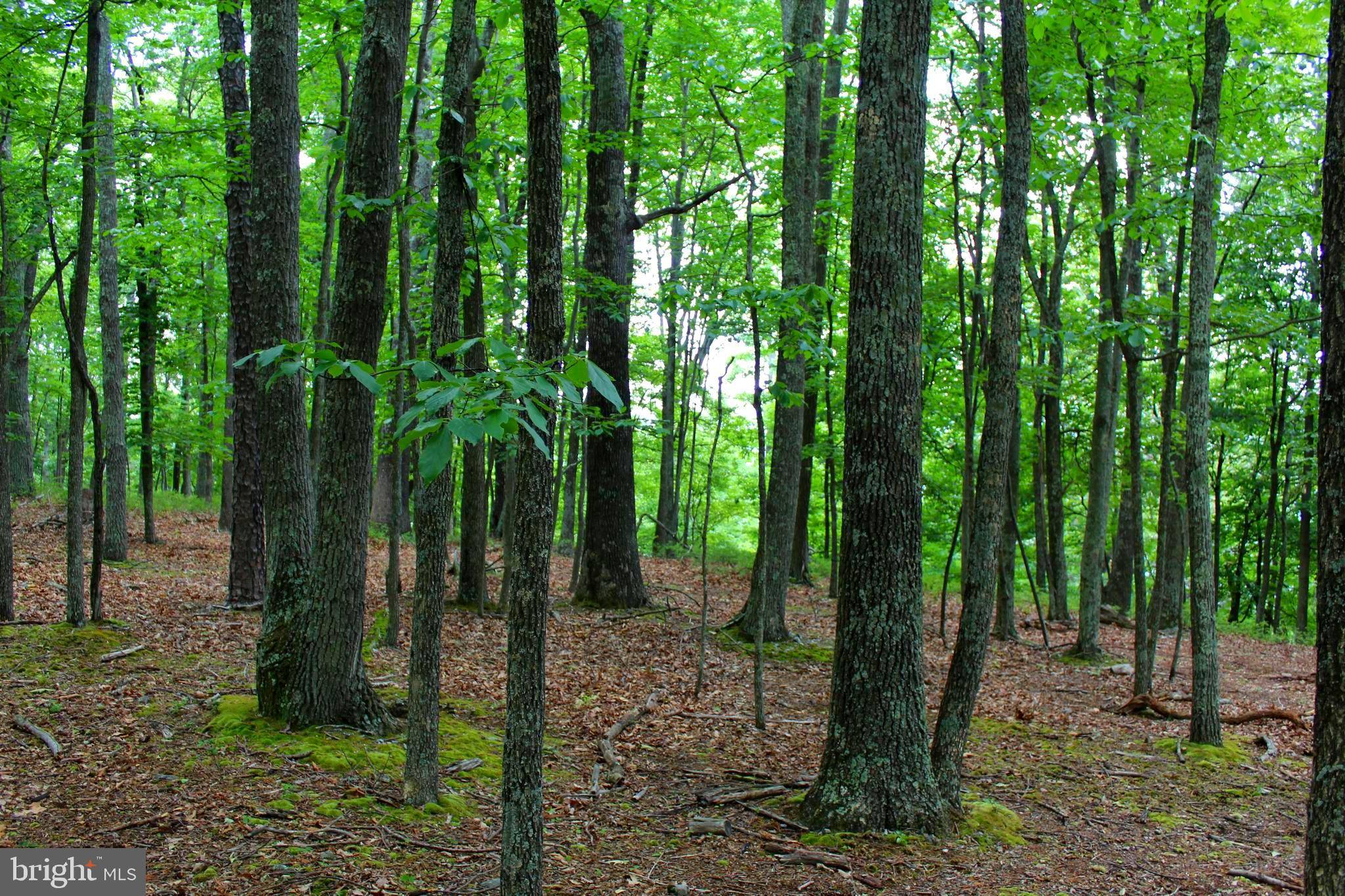 Old Fields, WV 26845,14 AC HIGH KNOB RD