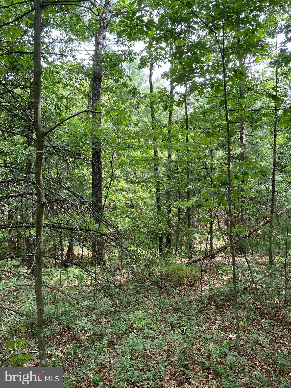 Mount Jackson, VA 22842,LOT 400 BASS WOOD LANE