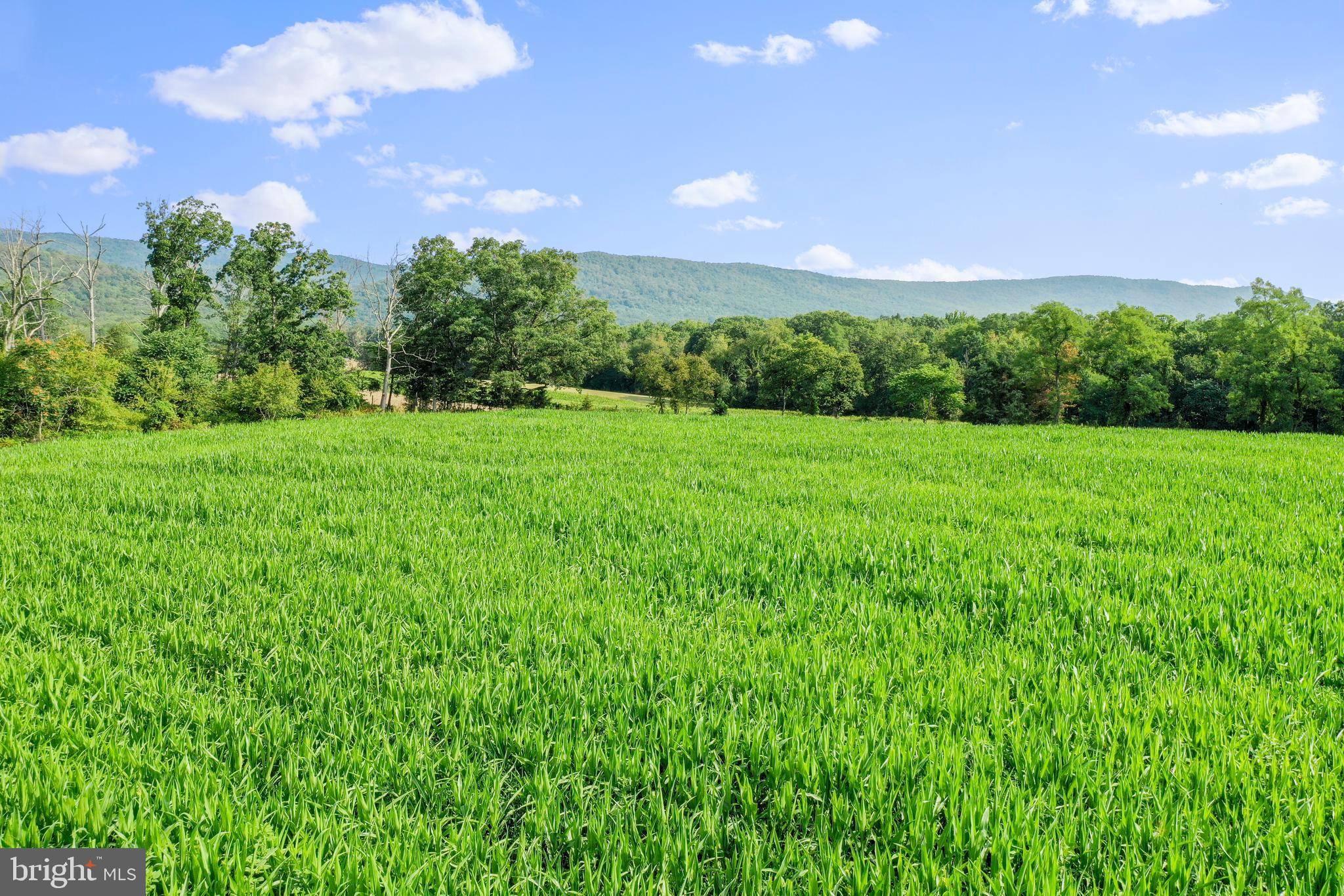 Woodstock, VA 22664,34 ACRES STULTZ GAP RD