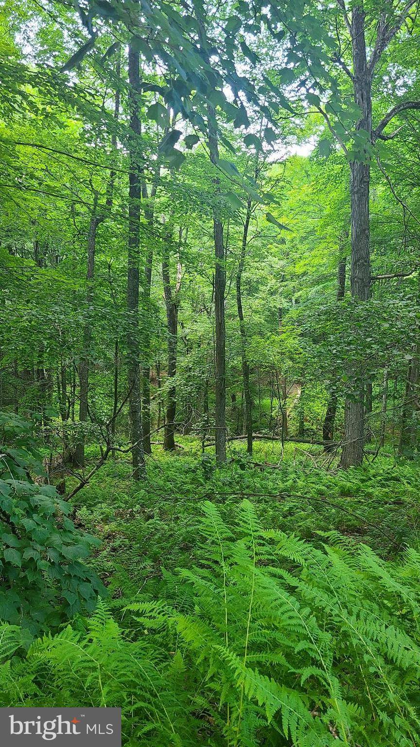 Sugar Grove, WV 26815,LOT 26 NATIVE TROUT DRIVE