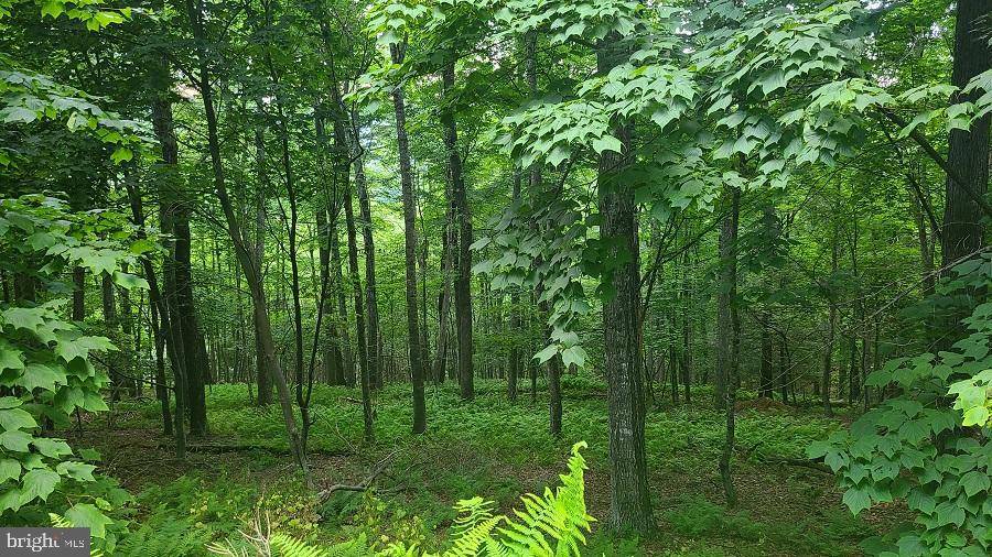 Sugar Grove, WV 26815,LOT 26 NATIVE TROUT DRIVE