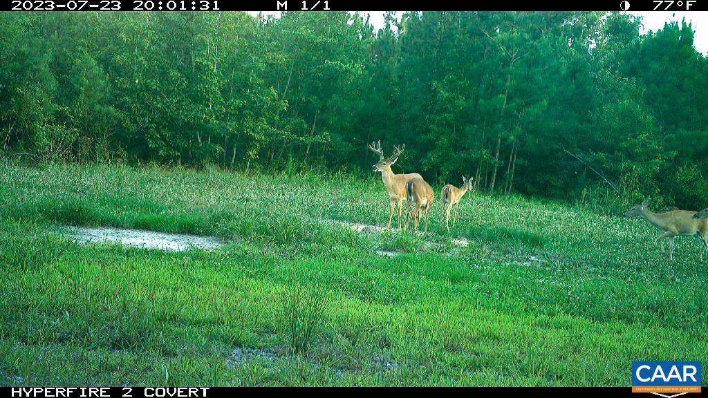 Beaverdam, VA 23015,36.7 ACRES CLIFTON RD