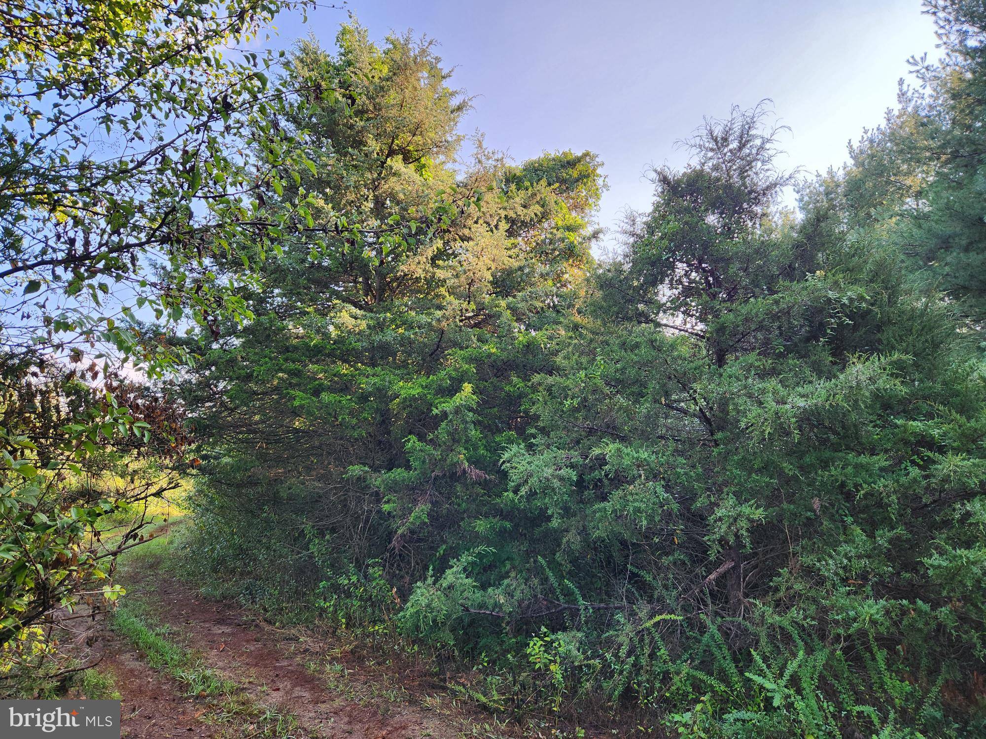 Mount Jackson, VA 22842,LOT 14 THREE MILE MOUNTAIN LN