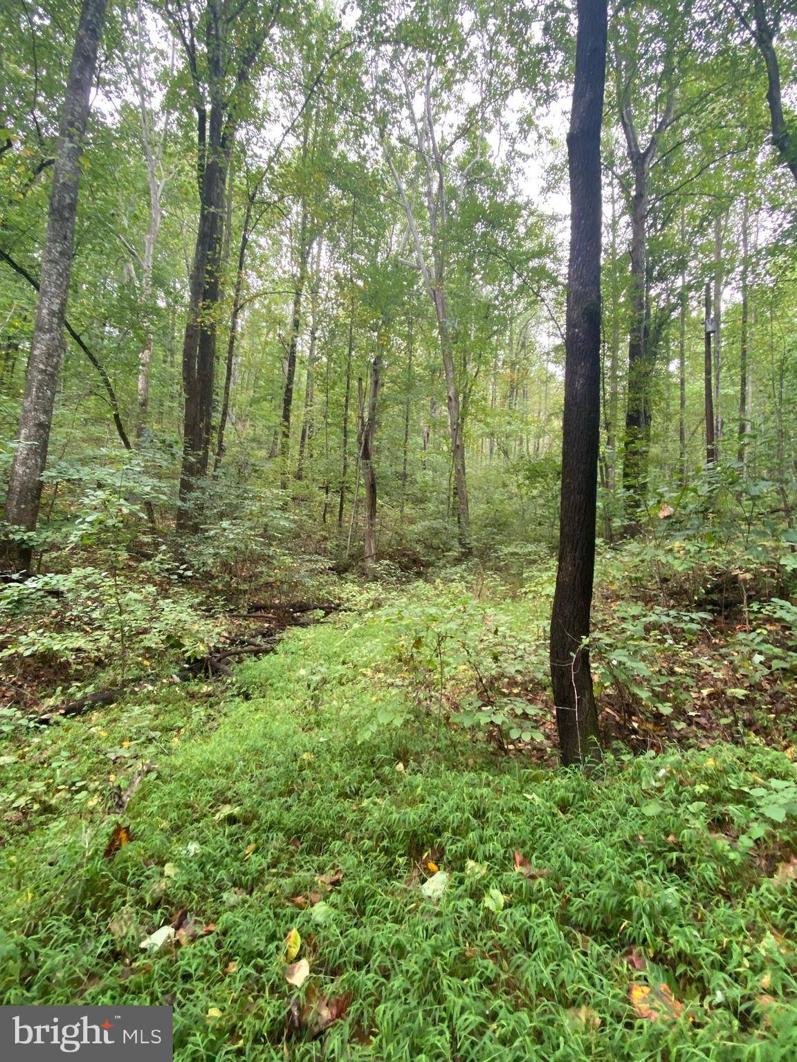 Syria, VA 22743,LOT 21 CHIMNEY HOLLOW ROAD