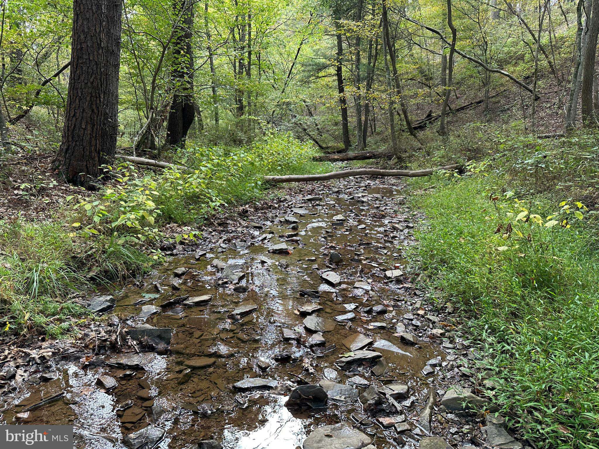 Bloomery, WV 26817,8 BEAR PAW