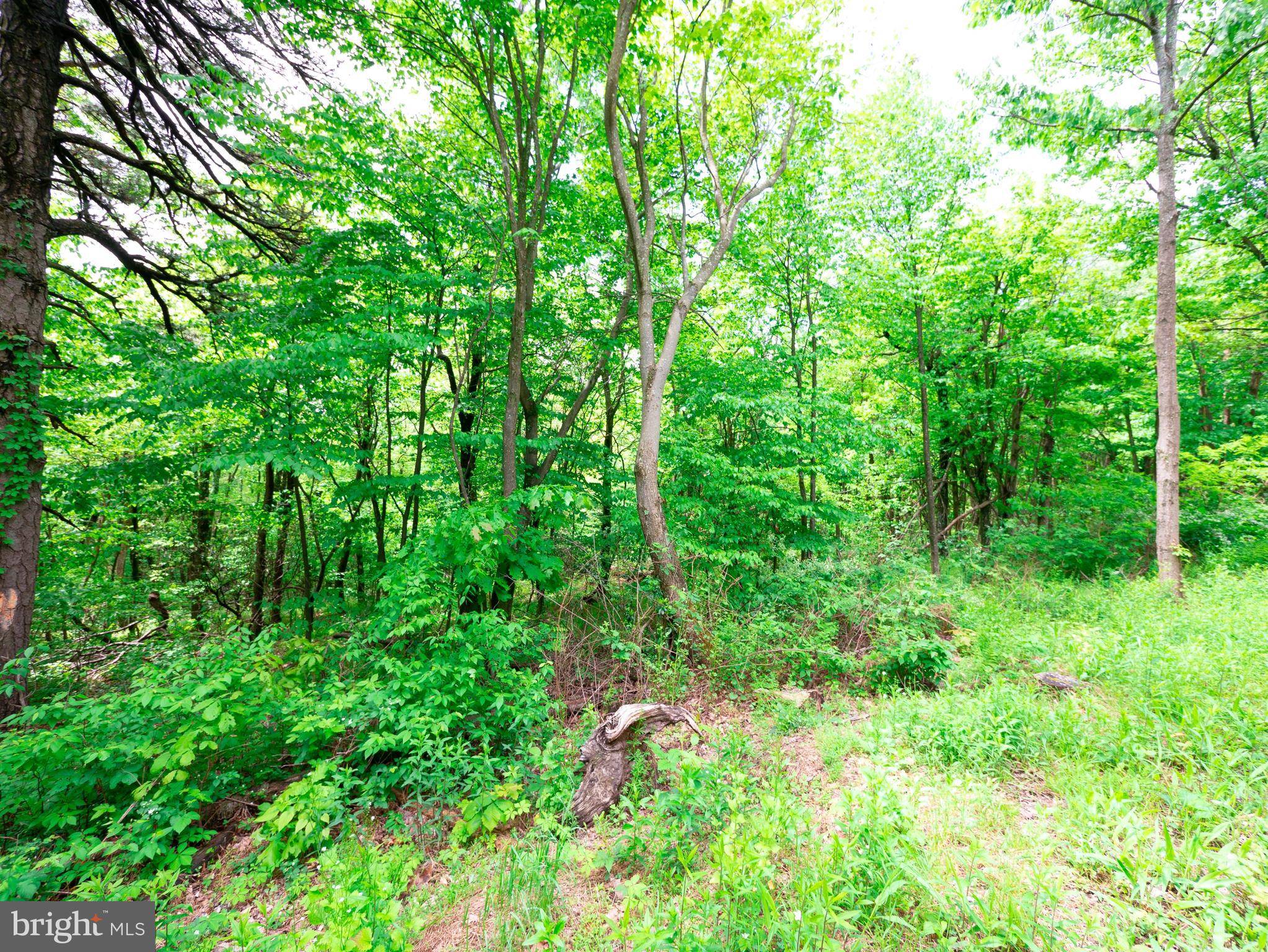 Winchester, VA 22602,LOT 181 ROCKWOOD TRL