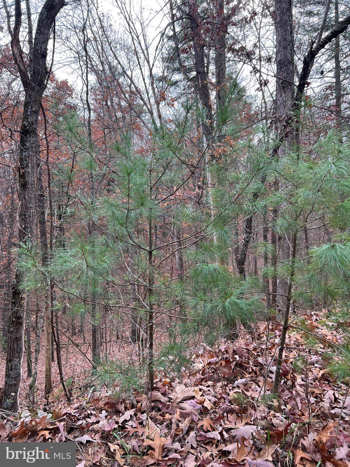 Mount Jackson, VA 22842,LOT 70 ALPINE WAY N