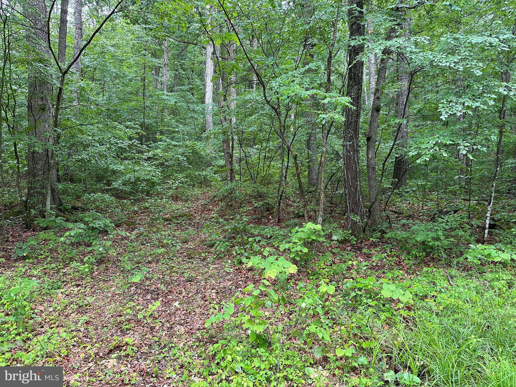 New Market, VA 22844,TBD FOREST DR