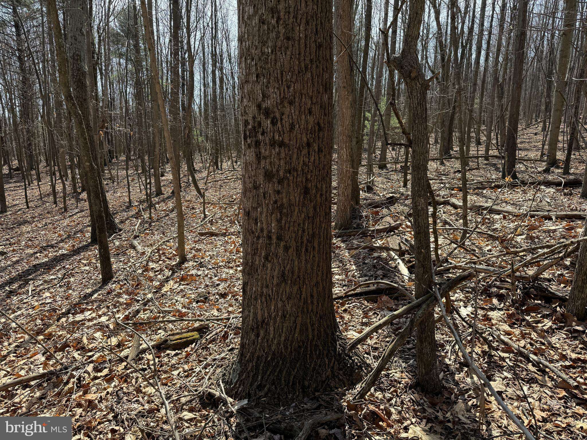 Mcconnellsburg, PA 17233,85.05+- ACRES OFF OF RAMSEY LN