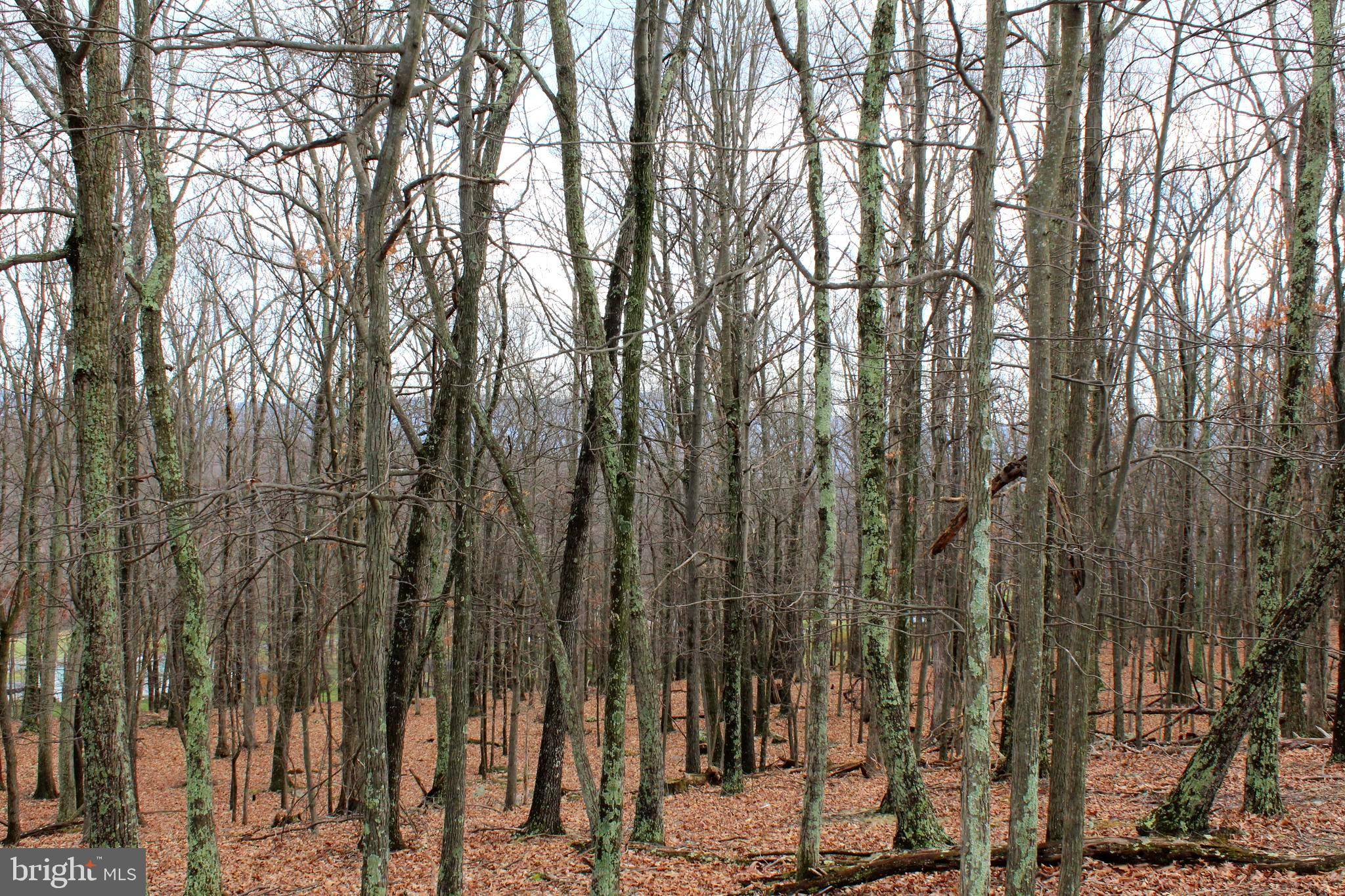 Petersburg, WV 26847,LOT 39 BERENGER DR