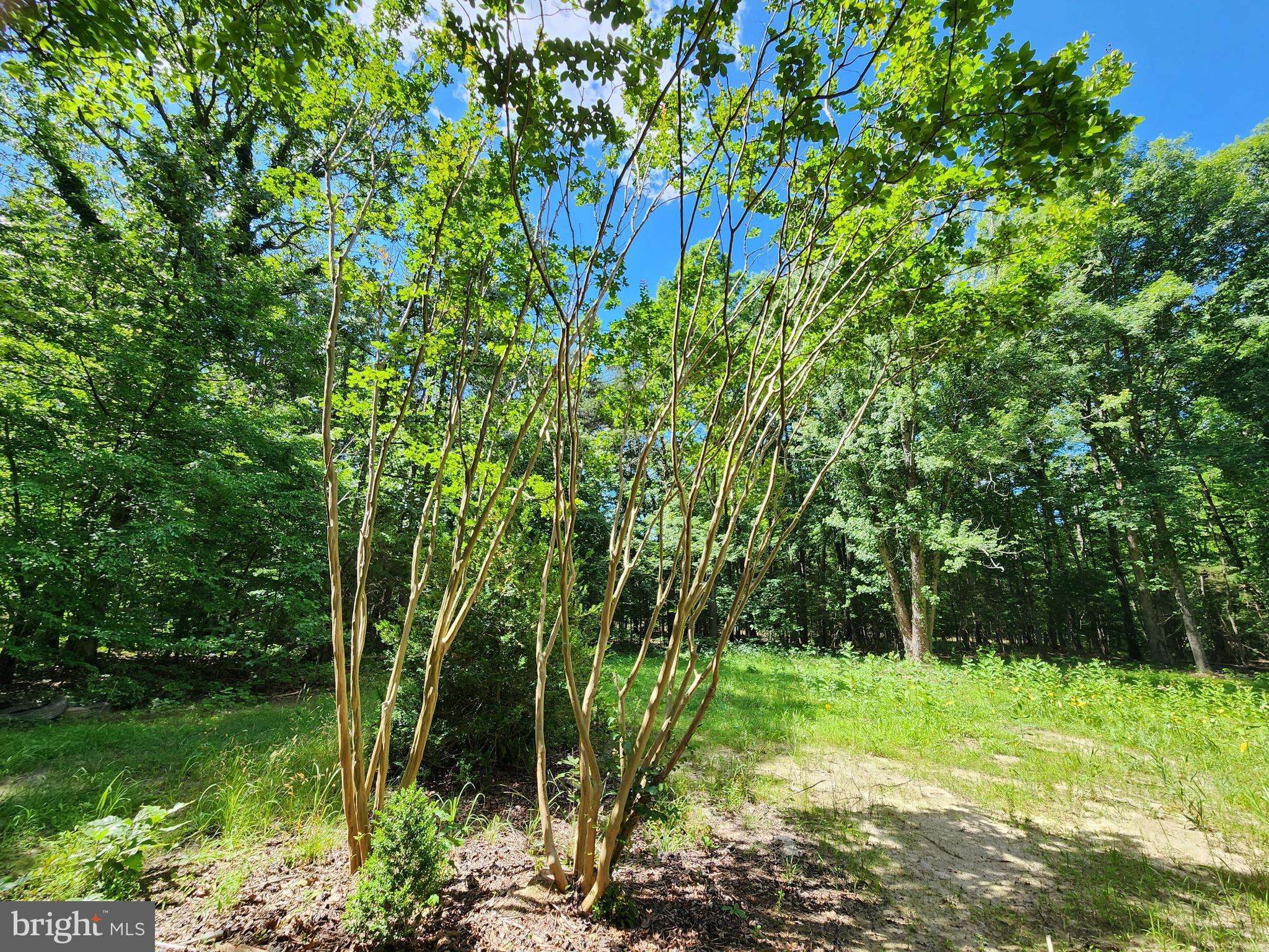 Louisa, VA 23093,LOT 1 WALNUT SHADE ROAD