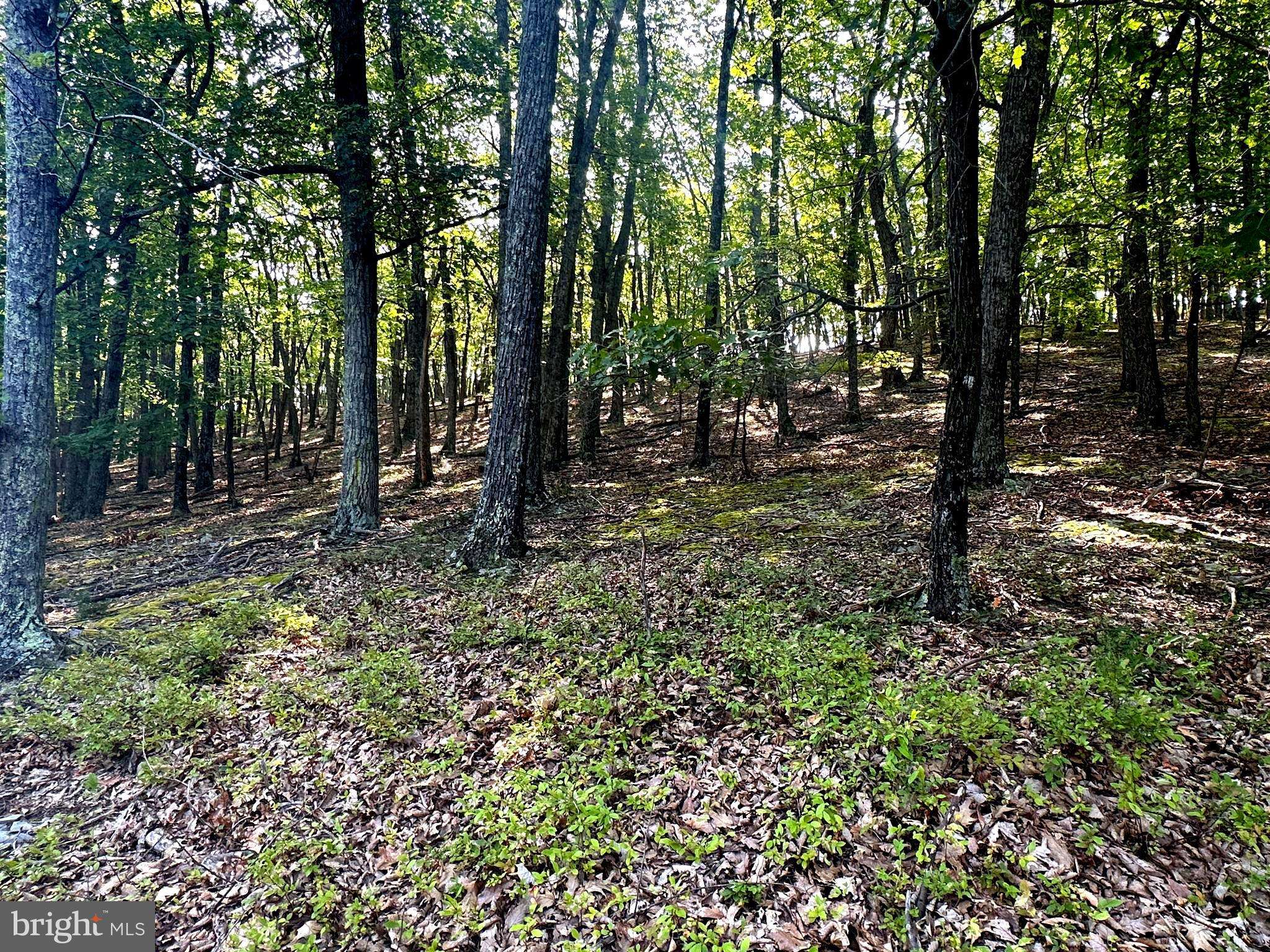 Petersburg, WV 26847,10.93 AC NAZELRODT-HARMAN RD