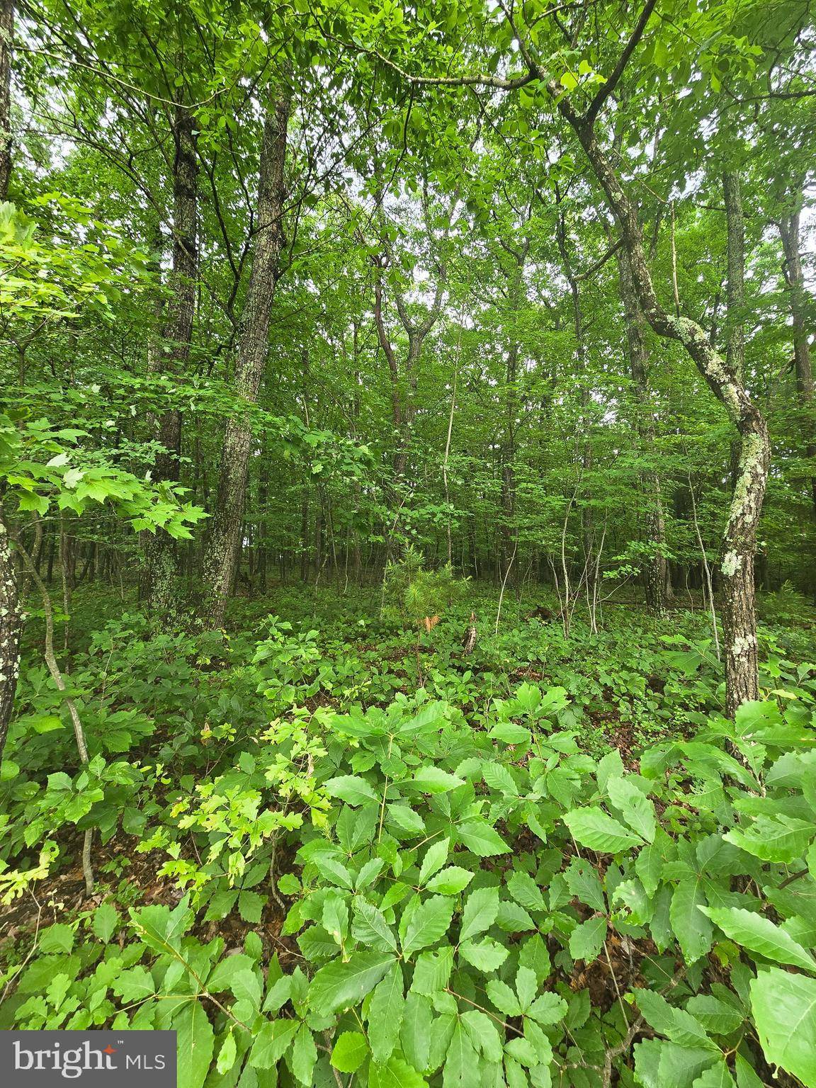 Winchester, VA 22602,LOT 4 CATTAIL ROAD