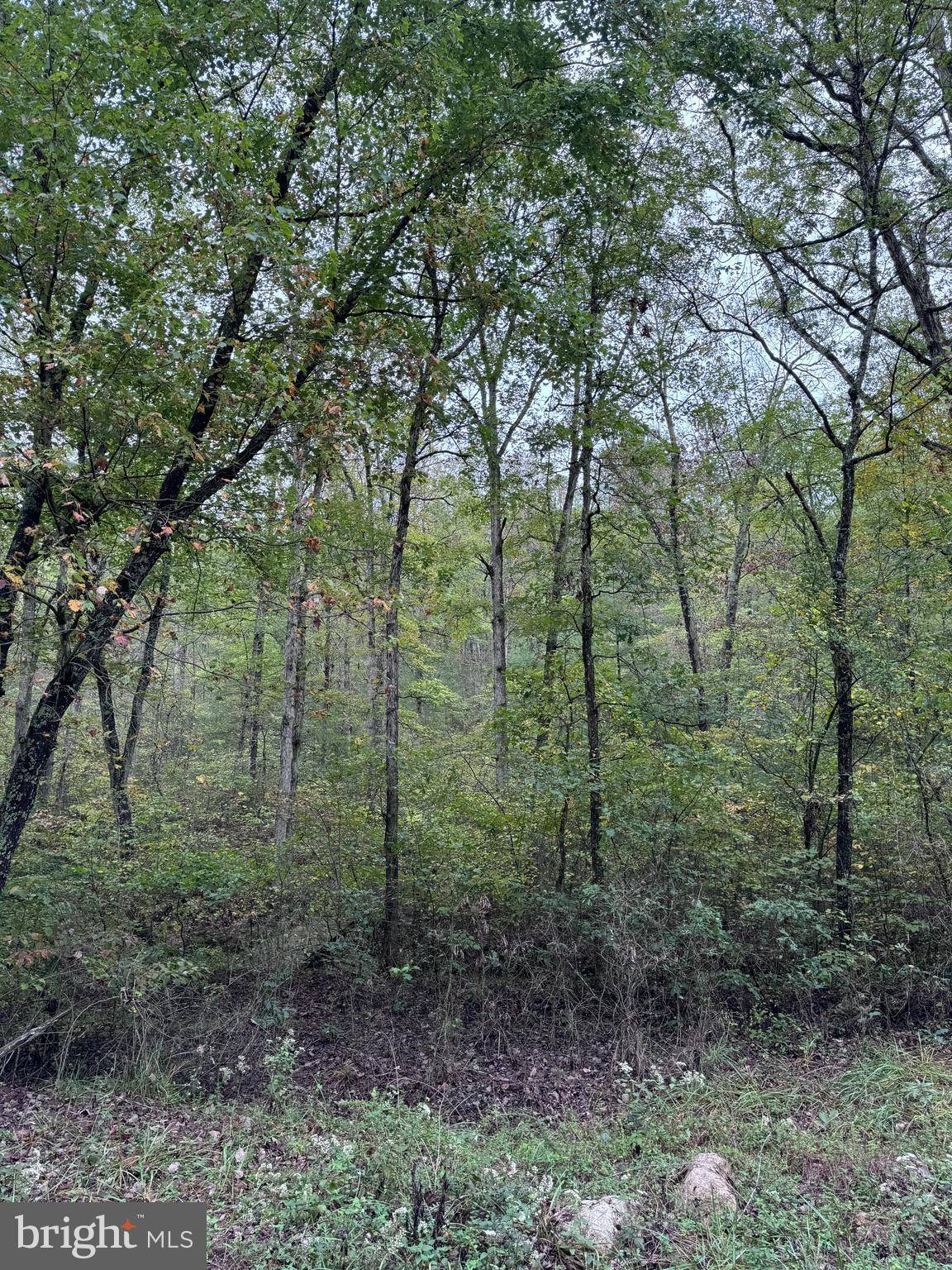 Fort Valley, VA 22652,MINE MOUNTAIN LN #LOT #16