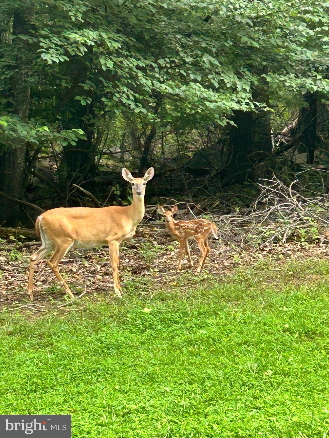 Nellysford, VA 22958,0 DOGWOOD LANE