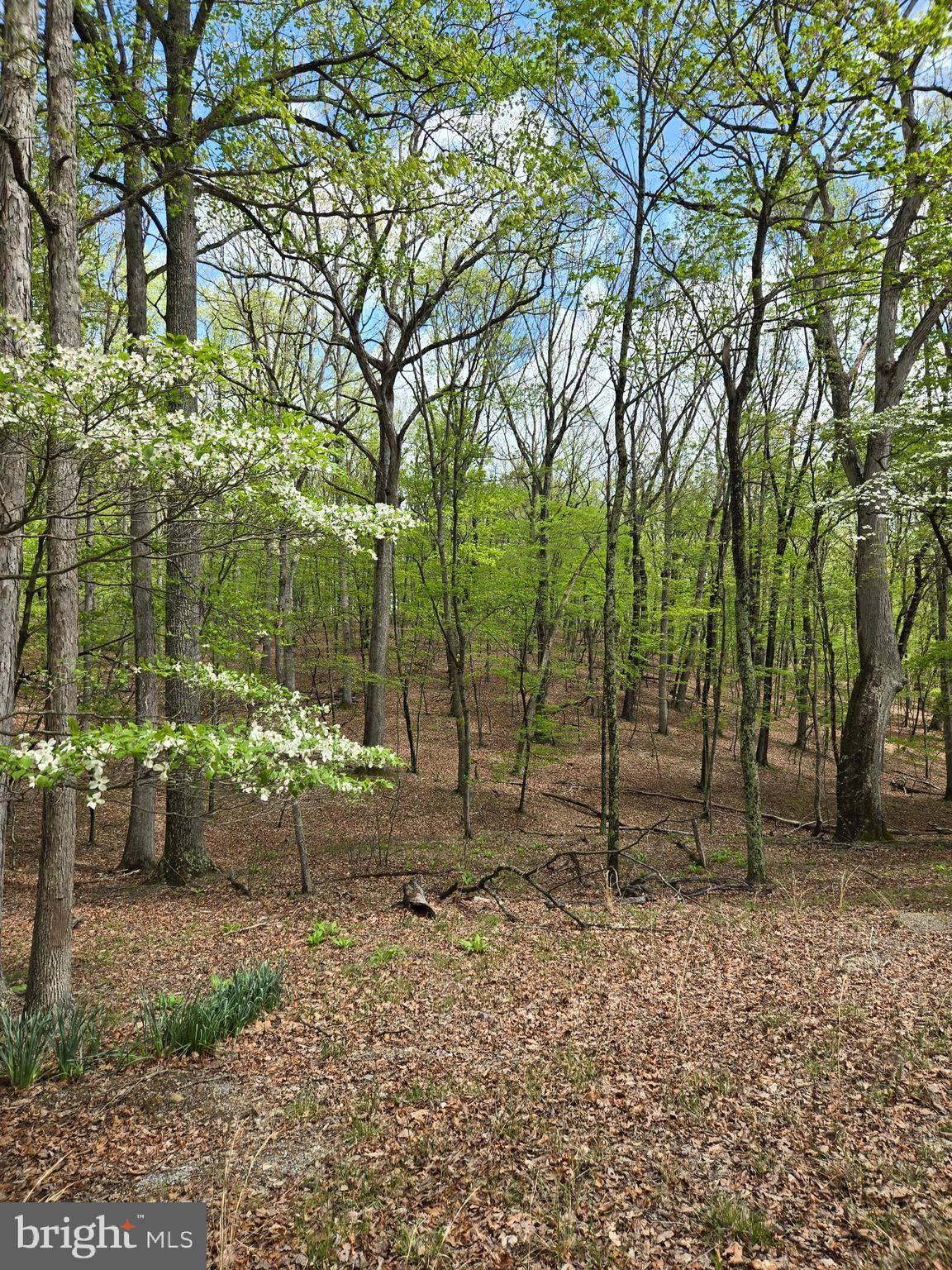 Great Cacapon, WV 25422,PIONEER TRAIL