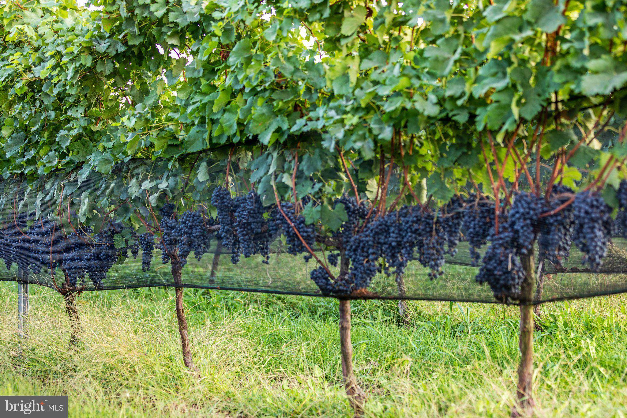 Hillsboro, VA 20132,14727 MOUNTAIN RD