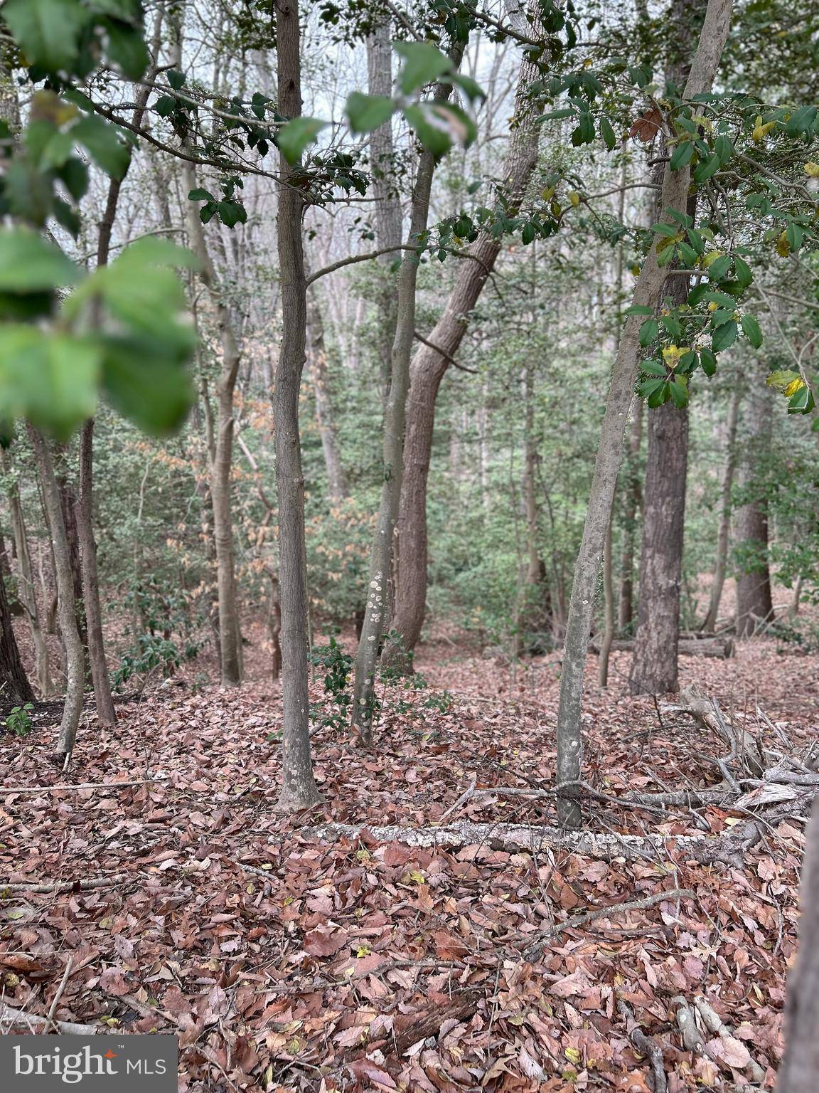 Crownsville, MD 21032,BEECH TRL
