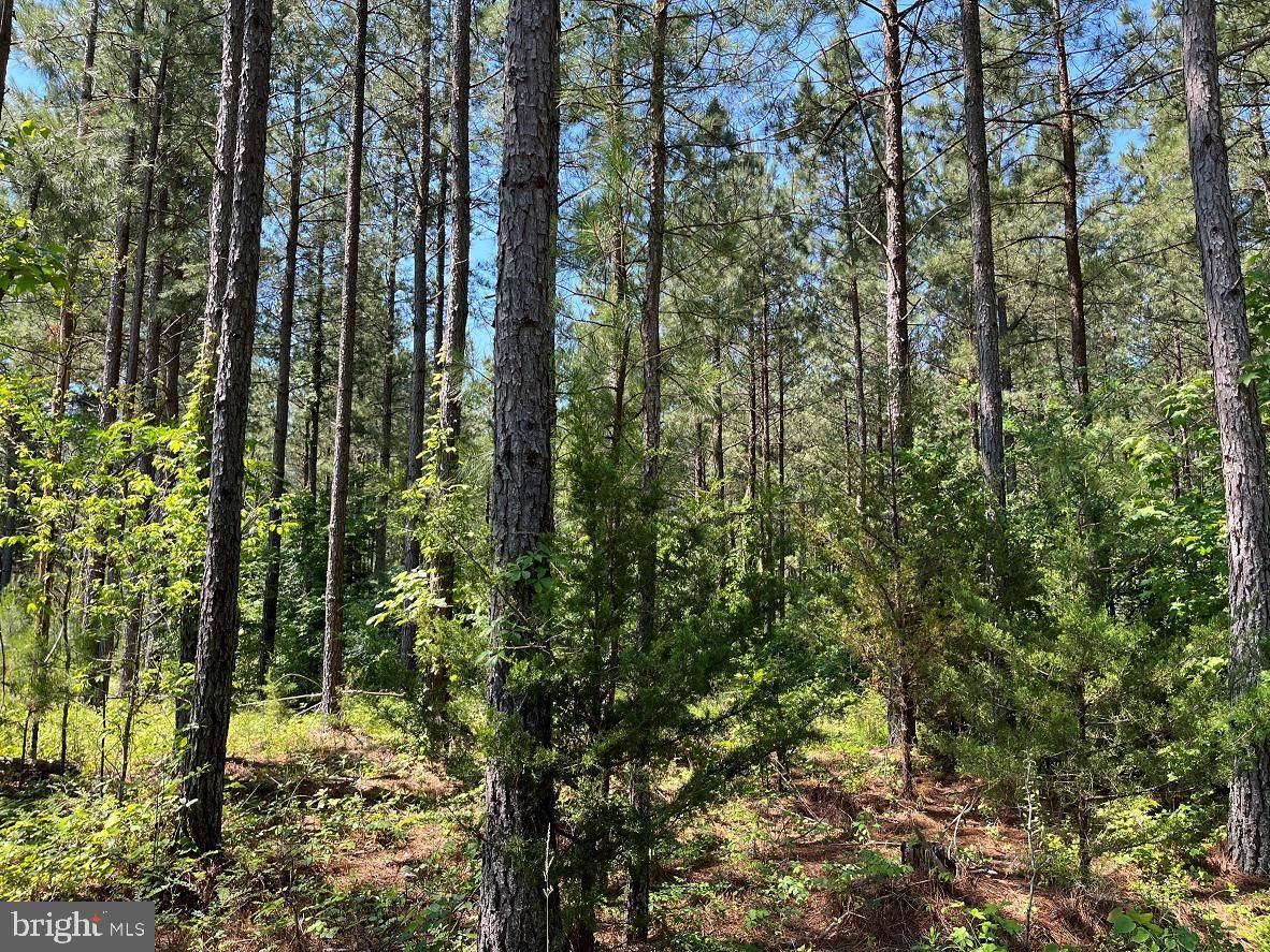 Meherrin, VA 23954,MOUNTAIN CREEK ROAD (TRACT: BK3208-1)