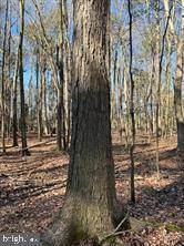 Cambridge, MD 21613,WISTERIA DR