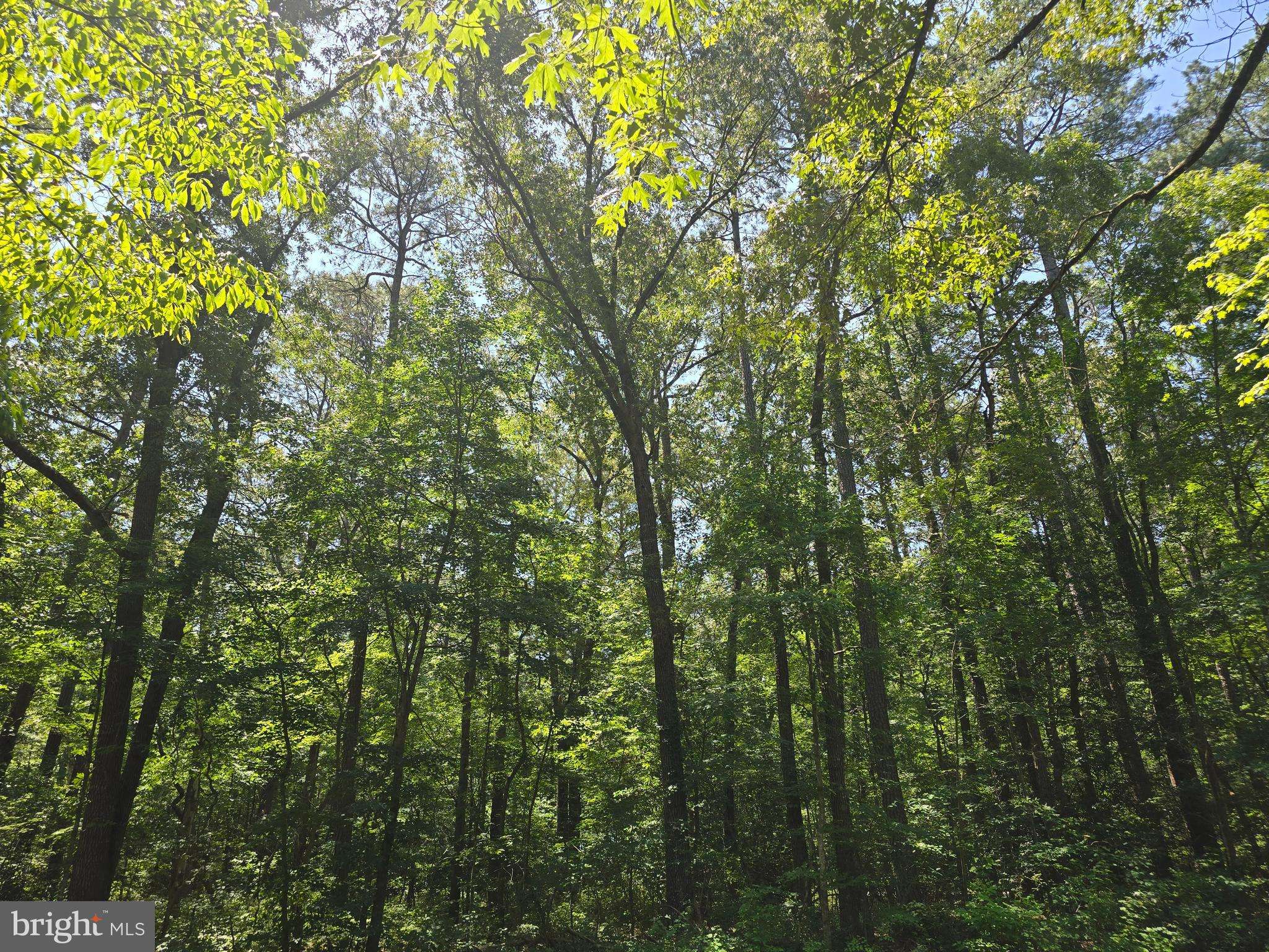 Laurel, DE 19956,15729 GOOSE NEST RD
