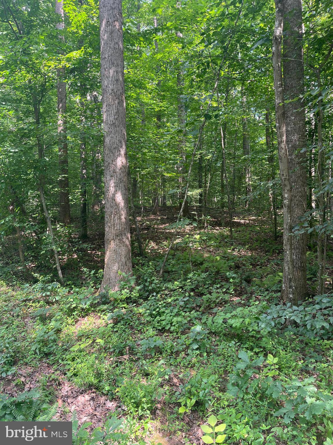 Locust Dale, VA 22948,0 MEANDER RUN ROAD