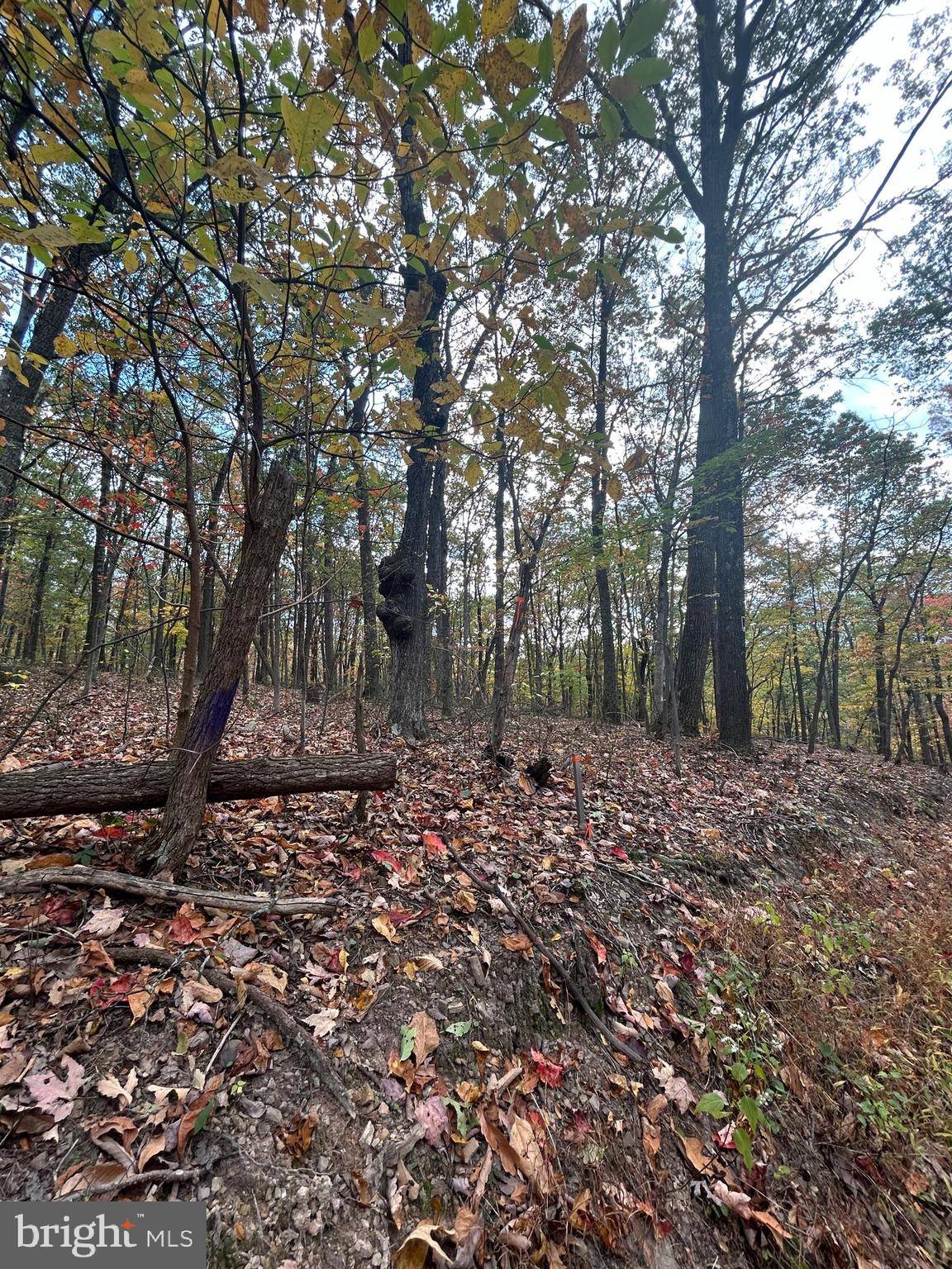 Cross Junction, VA 22625,LODGE LANE