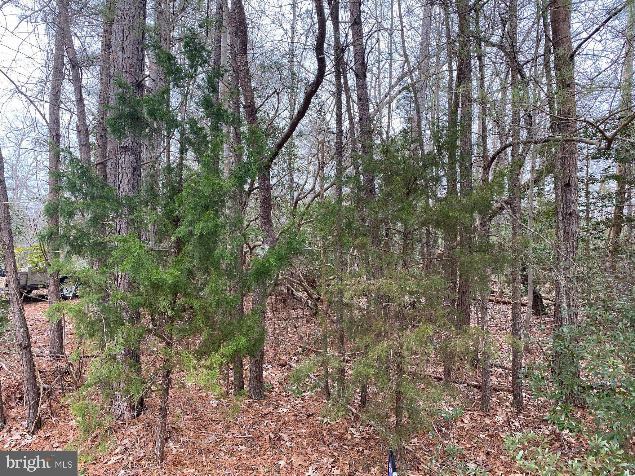 Heathsville, VA 22473,LOT # 107 CANVASBACK LN