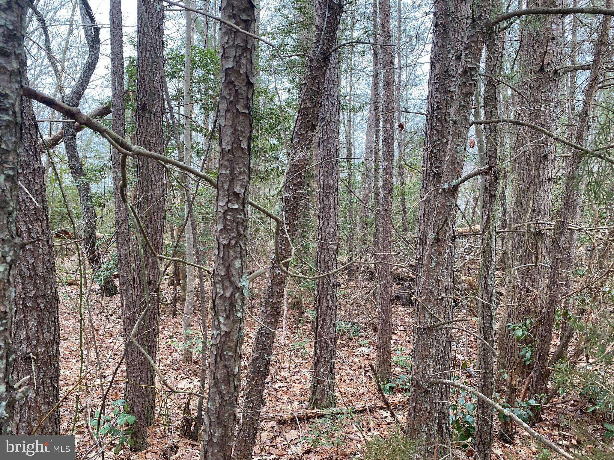 Heathsville, VA 22473,LOT # 107 CANVASBACK LN