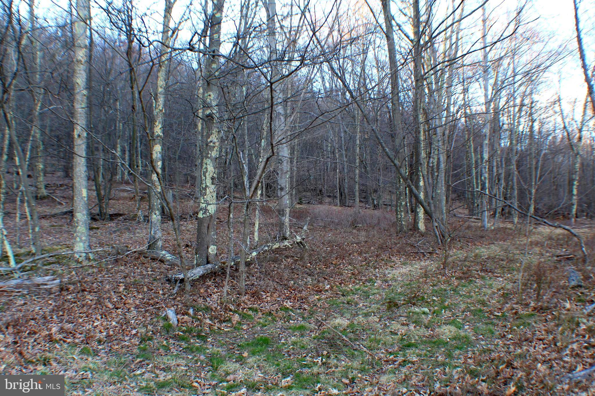 Maysville, WV 26833,LOT 8 SHAMROCK DRIVE