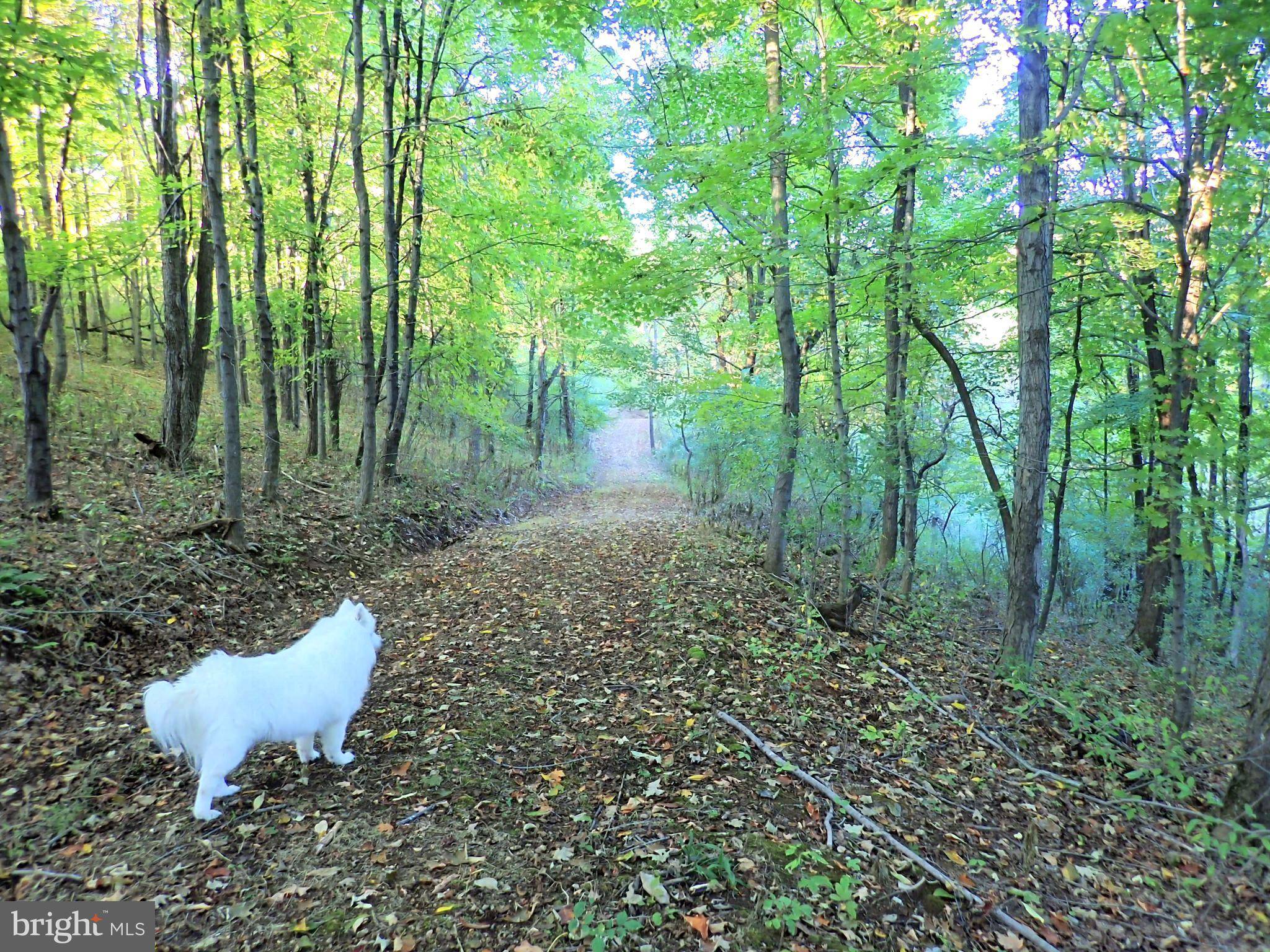 New Creek, WV 26743,SE CAMERON ORCHARD