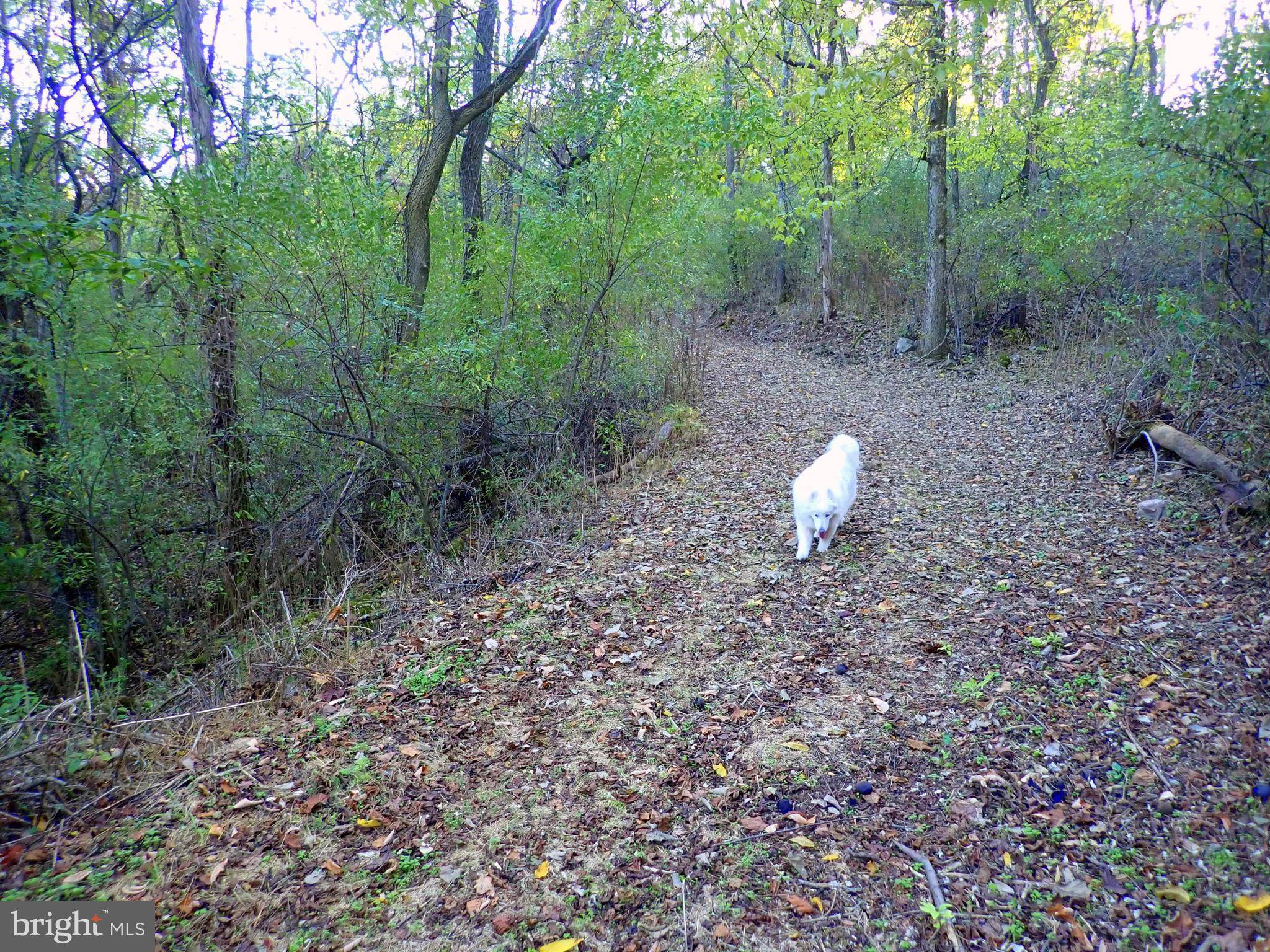 New Creek, WV 26743,SE CAMERON ORCHARD