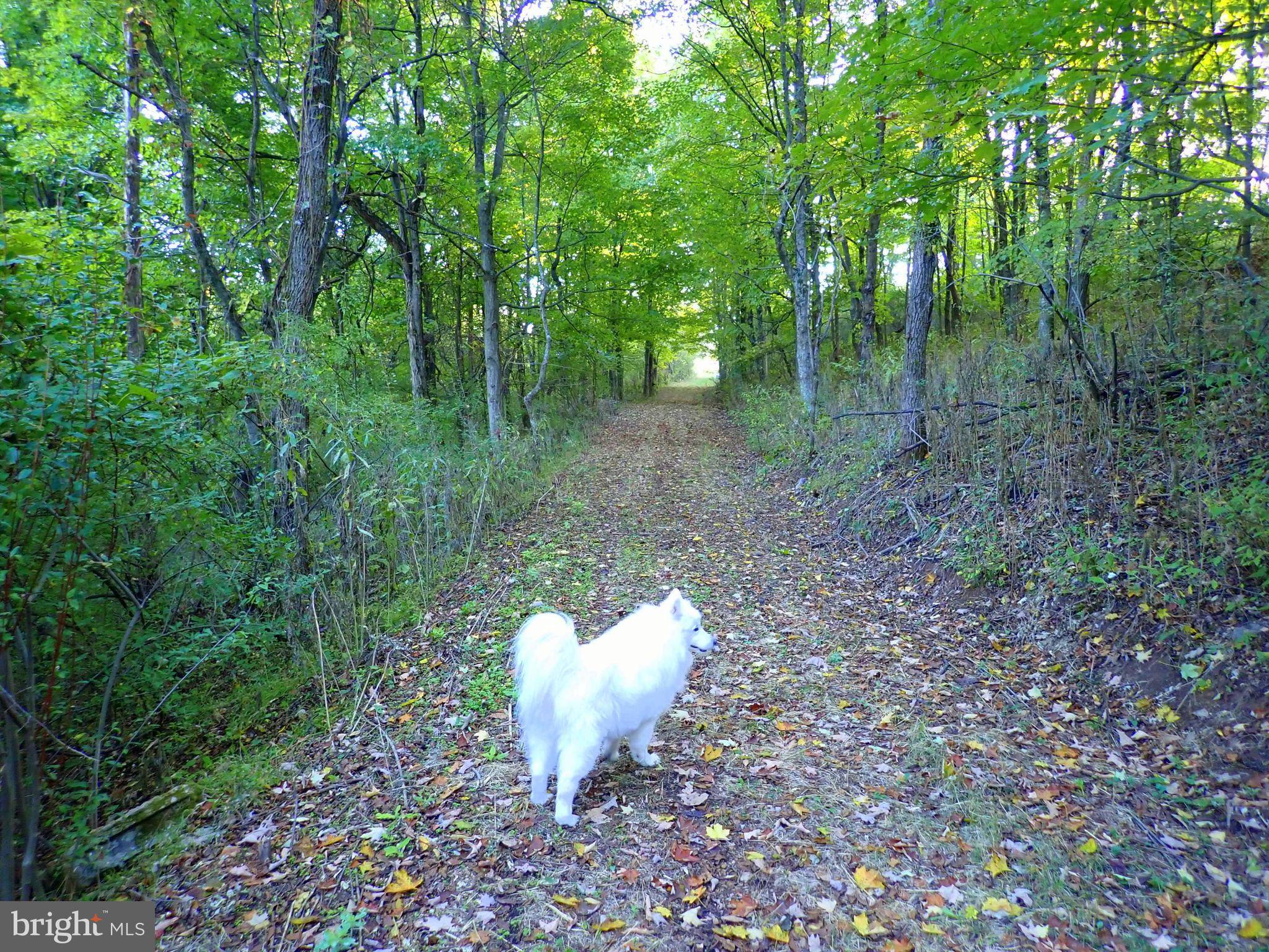 New Creek, WV 26743,SE CAMERON ORCHARD