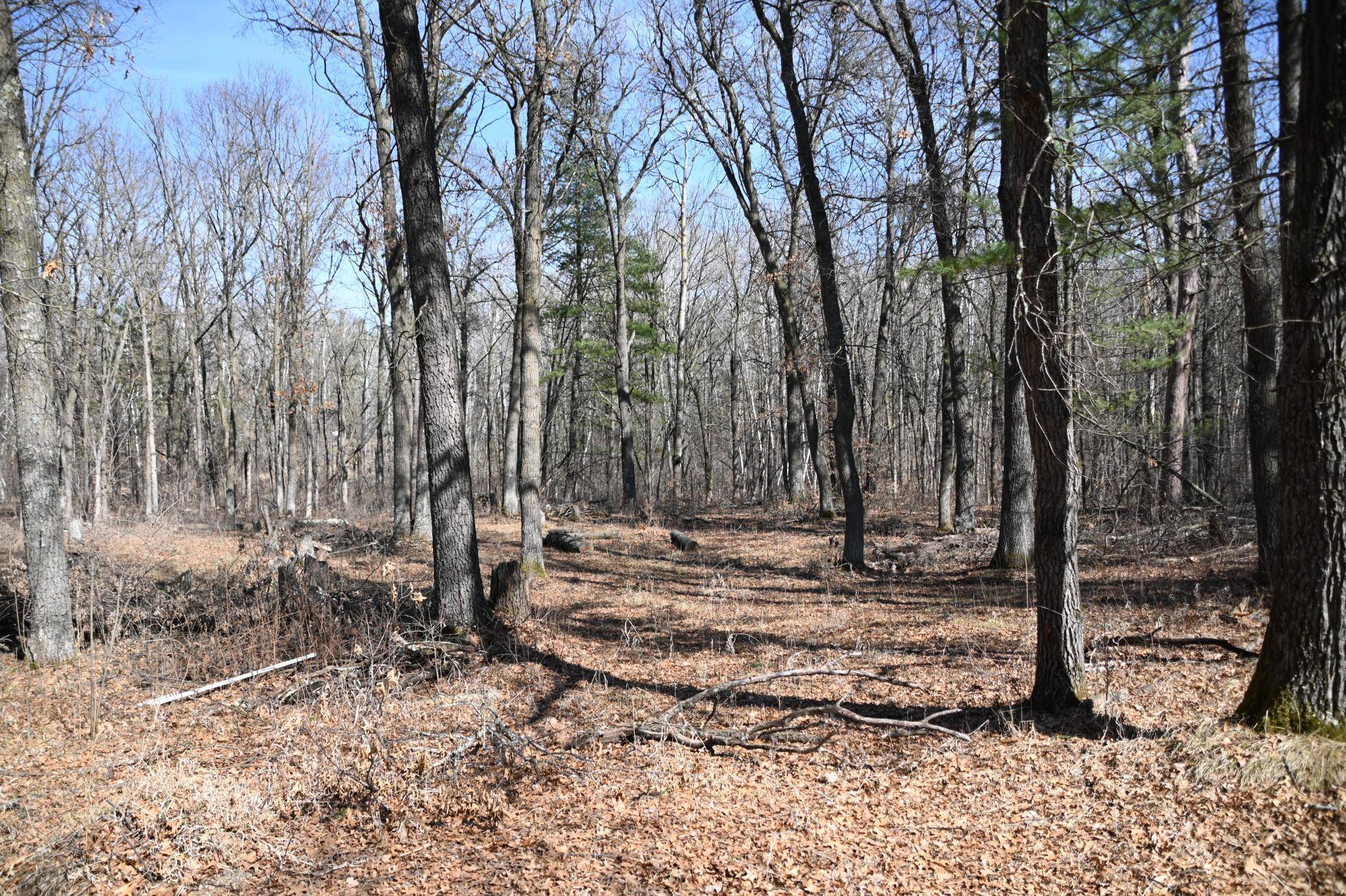 Browerville, MN 56438,38970 Odin CT